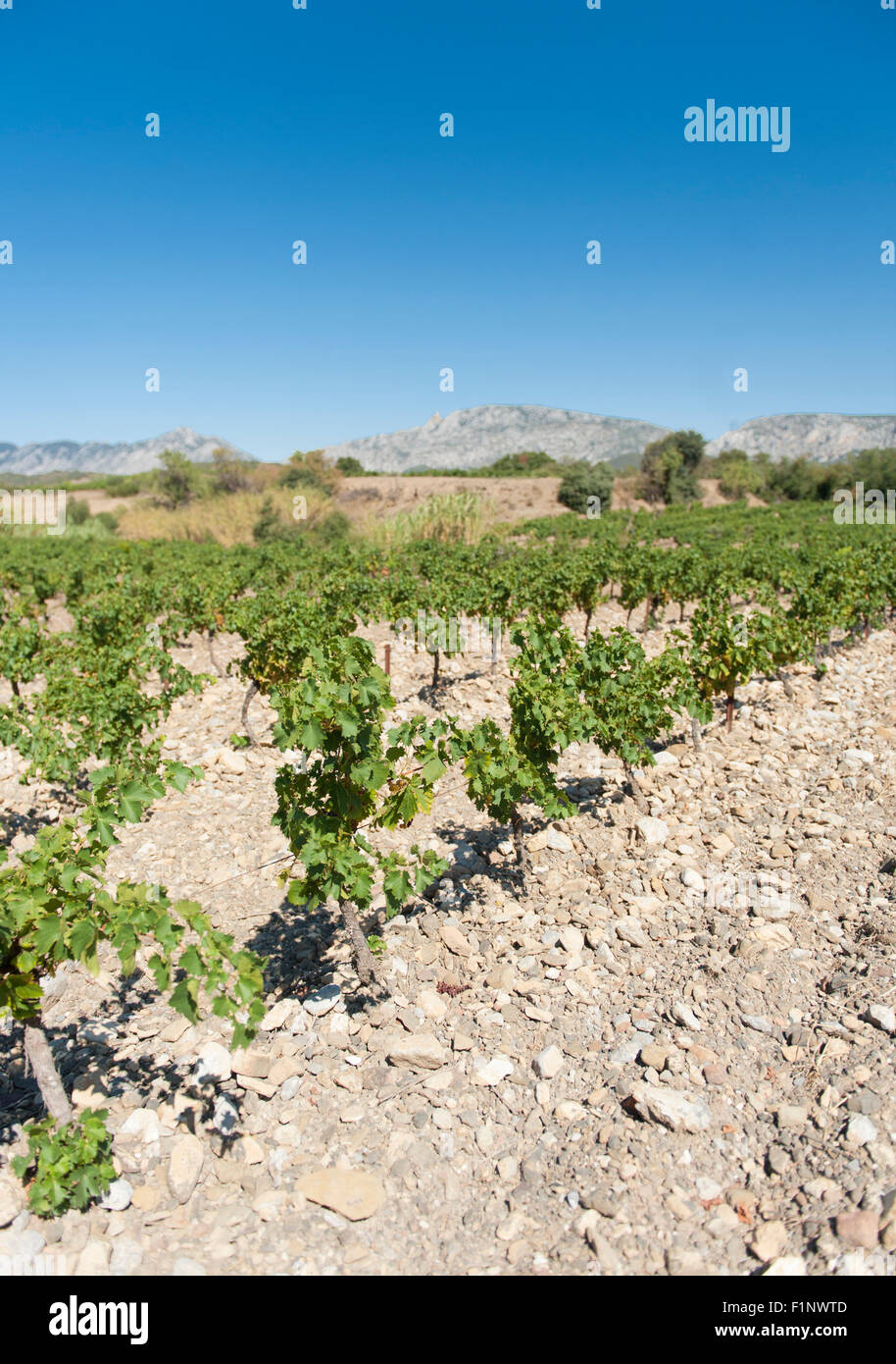 Der felsige Boden Reben von Mas Amiel in Maury für AOC Rotweine des Côtes du Roussillon, Südfrankreich Stockfoto