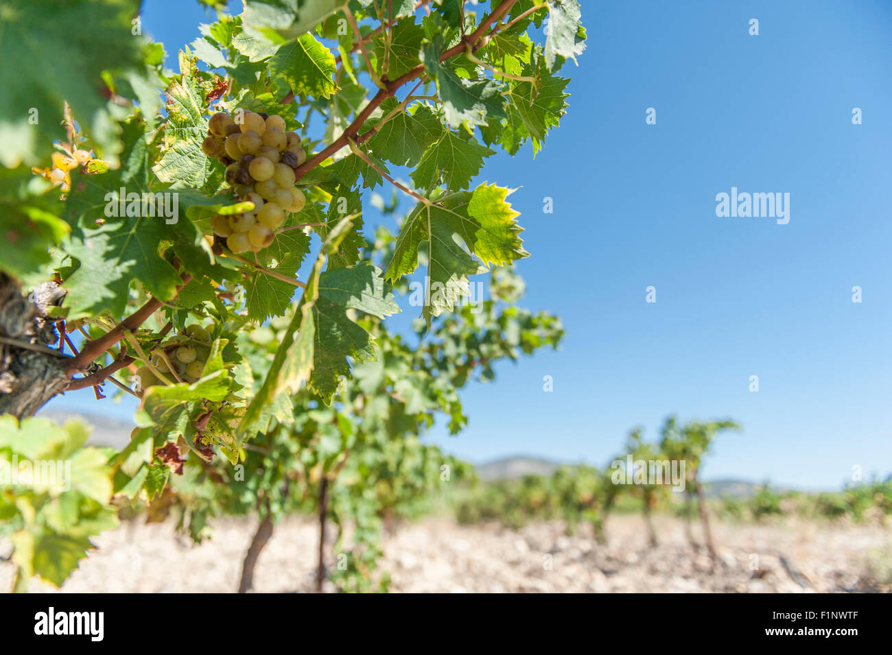 Der felsige Boden Reben von Mas Amiel Maury für Maskat, Côtes du Roussillon, Südfrankreich Stockfoto