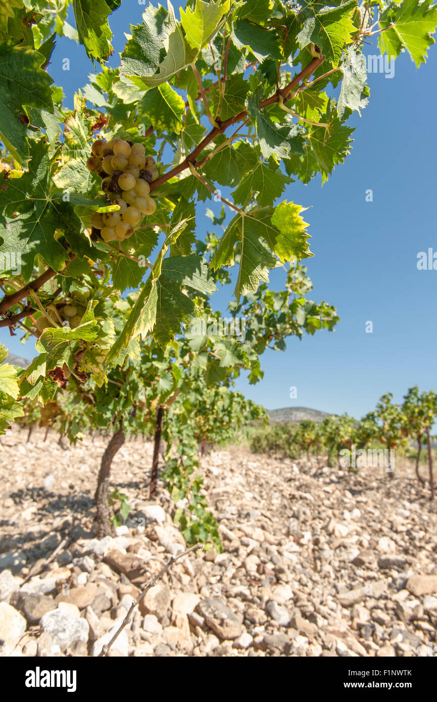 Der felsige Boden Reben von Mas Amiel in Maury für AOC Rotweine des Côtes du Roussillon, Südfrankreich Stockfoto