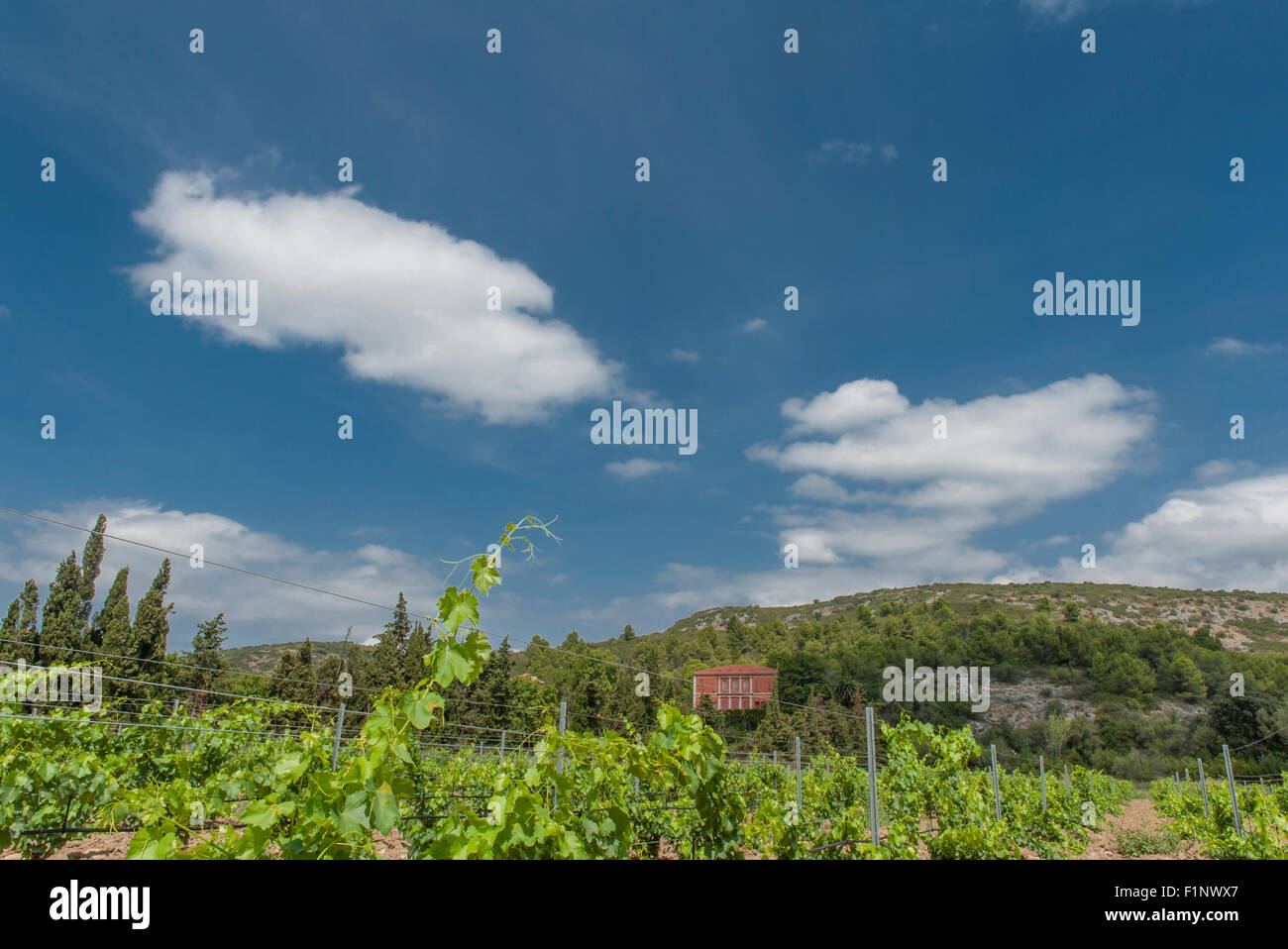 Rotweintrauben im Frühherbst an Château de Jau, Estagel, Côtes du Roussillon, Frankreich Stockfoto