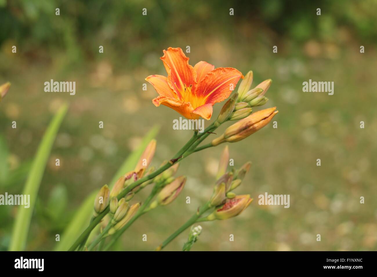 Orange Taglilie Blüte und Knospen, Hemerocallis Fulva, alias eine Tigerlilie oder Tawny Taglilien. Stockfoto