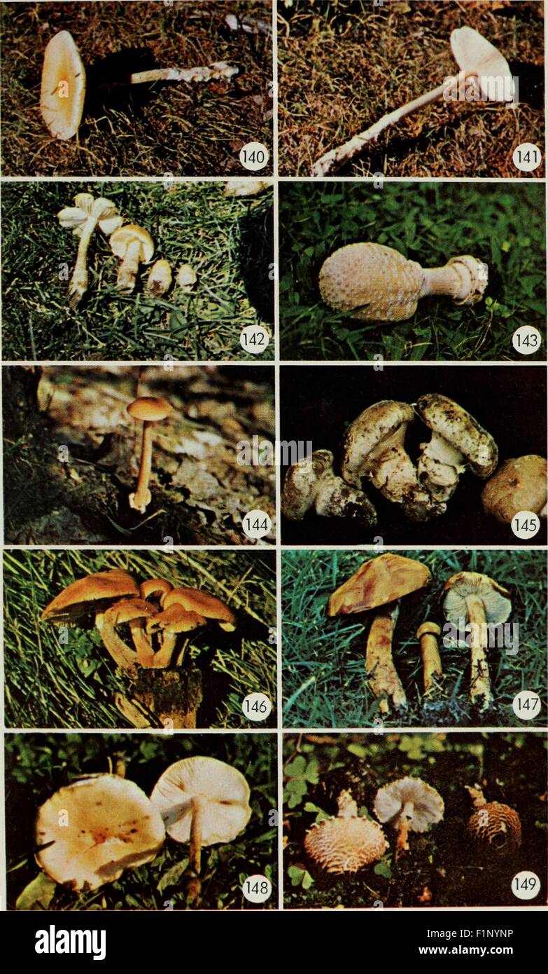 Download Giftige Pilze Essbare Pilze Nrw Images