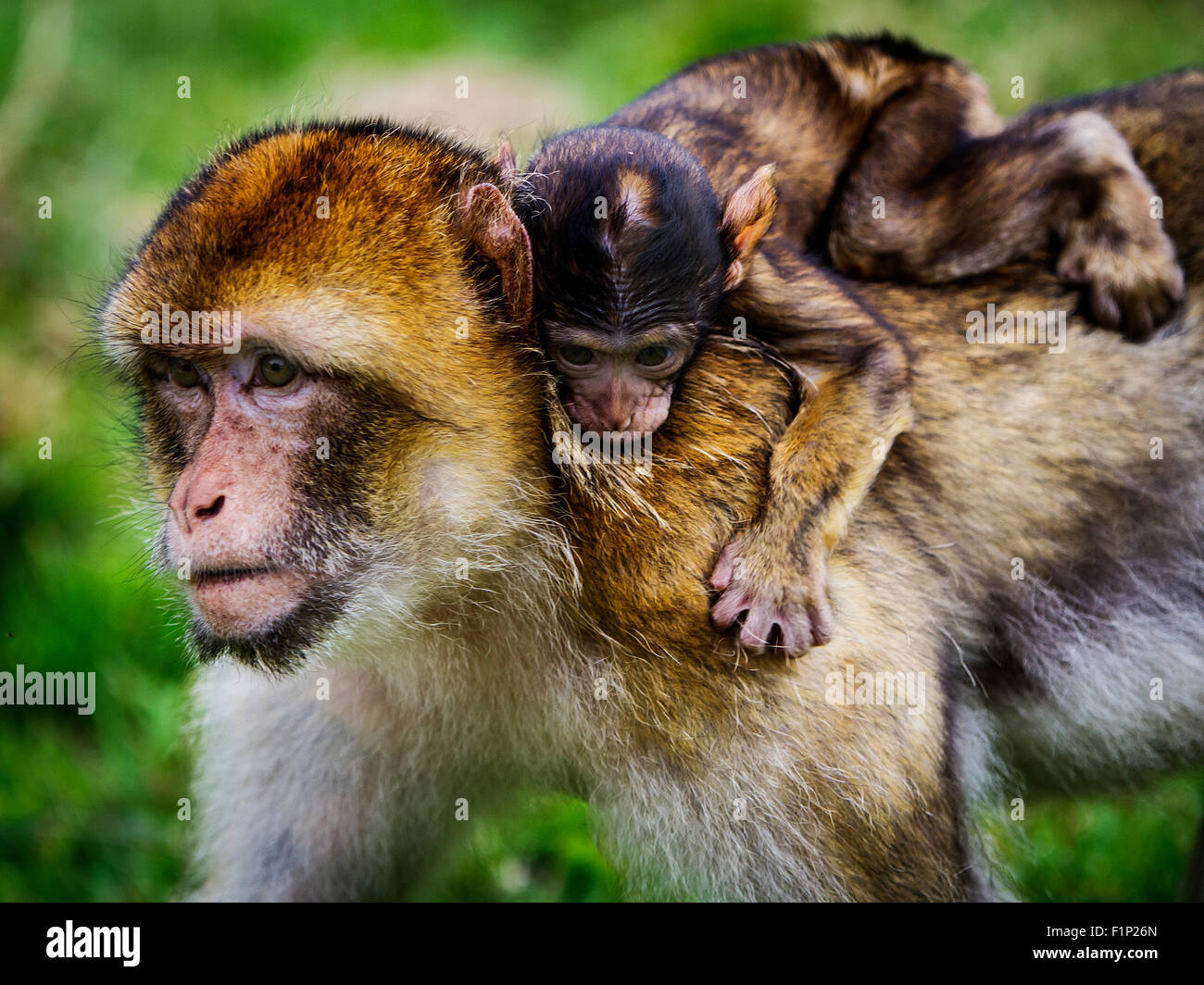 Eine Mutter Berberaffe trägt seine Nachkommen auf dem Rücken in Trentham Monkey Forest Stockfoto