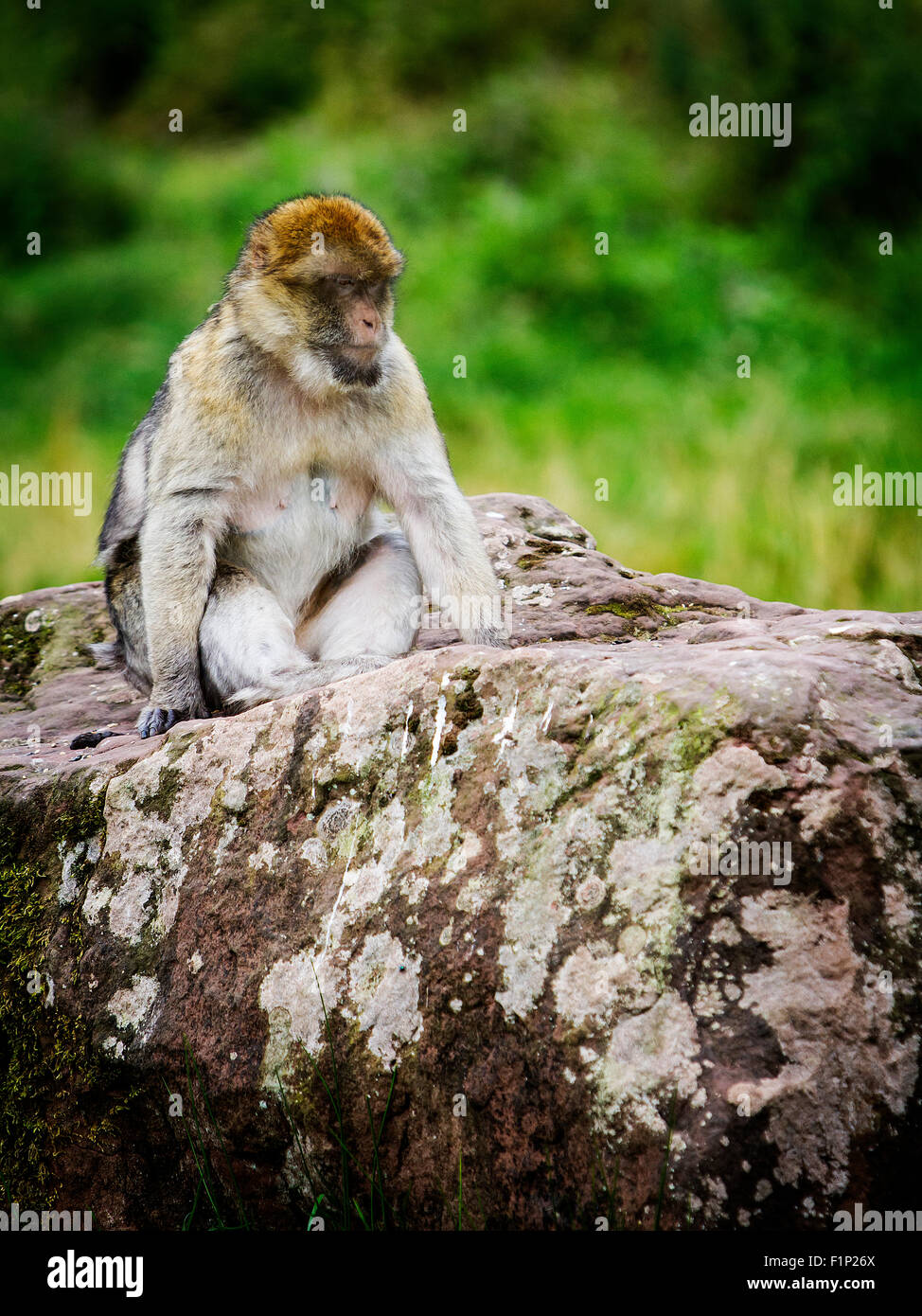 Ein einzelnes Berberaffe sitzt auf einem Felsen am Trentham Monkey Forest Stockfoto