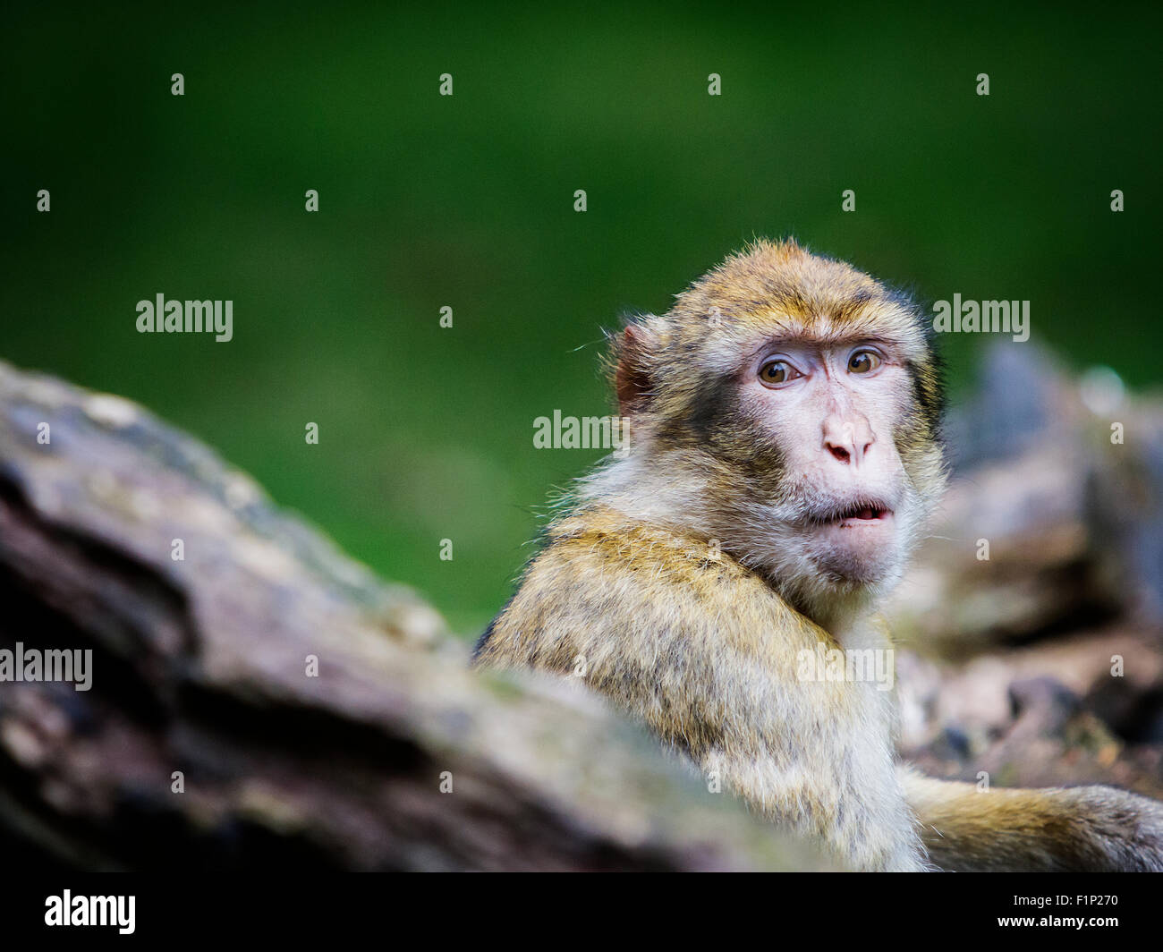 Ein einzelnes sieht Berberaffe über seine Schulter auf Trentham Monkey Forest Stockfoto
