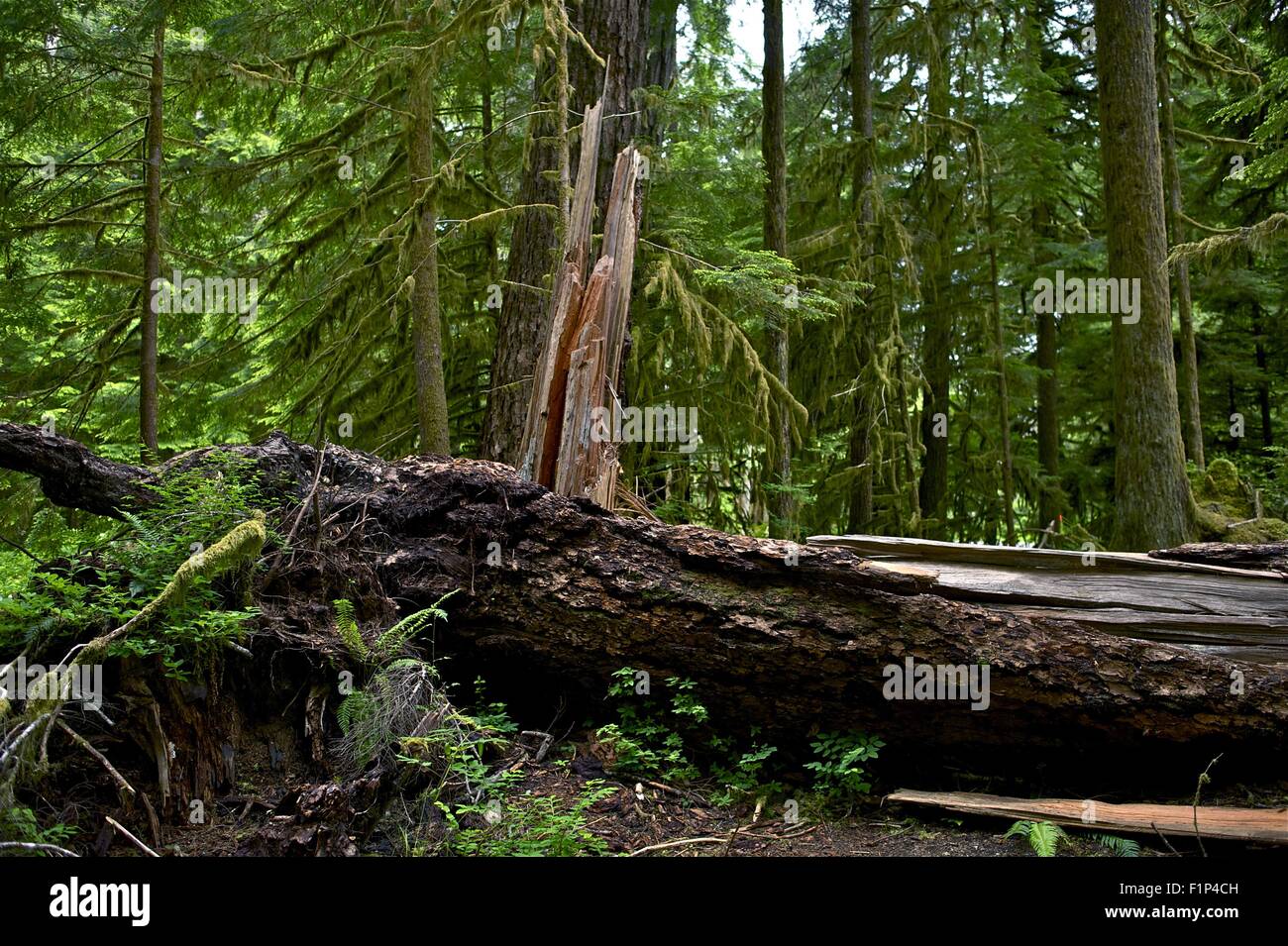 Regenwald beschädigt Baum - Washington Olympic Peninsula beschädigt Baum. US-Bundesstaat Washington Fotosammlung. Stockfoto
