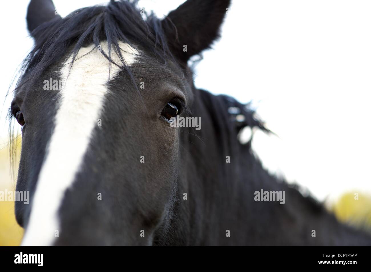 Schwarzes Pferdekopf mit weißen Streifen. Bauernhof-Tiere-Foto-Sammlung. Stockfoto