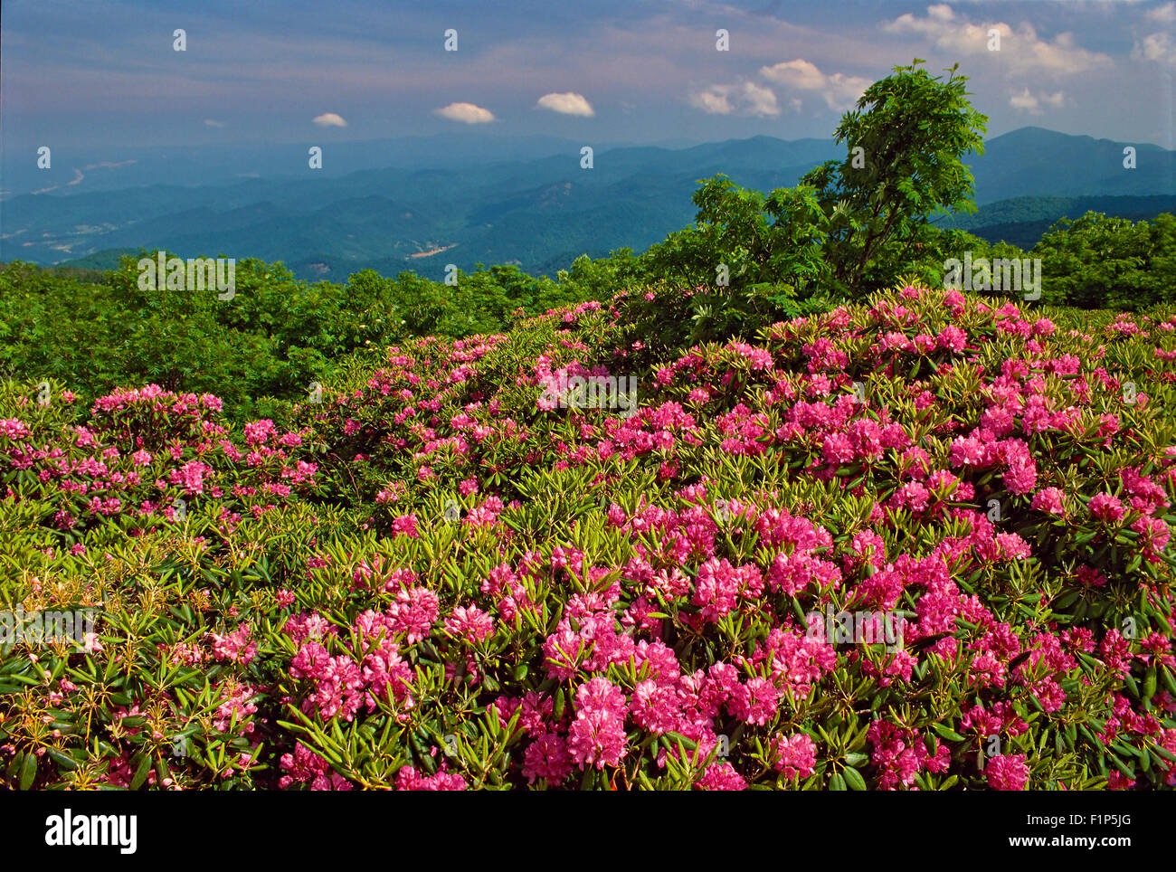 Wilden Rhododendron, schroffen Gärten, Blue Ridge Parkway, North Carolina, USA Stockfoto