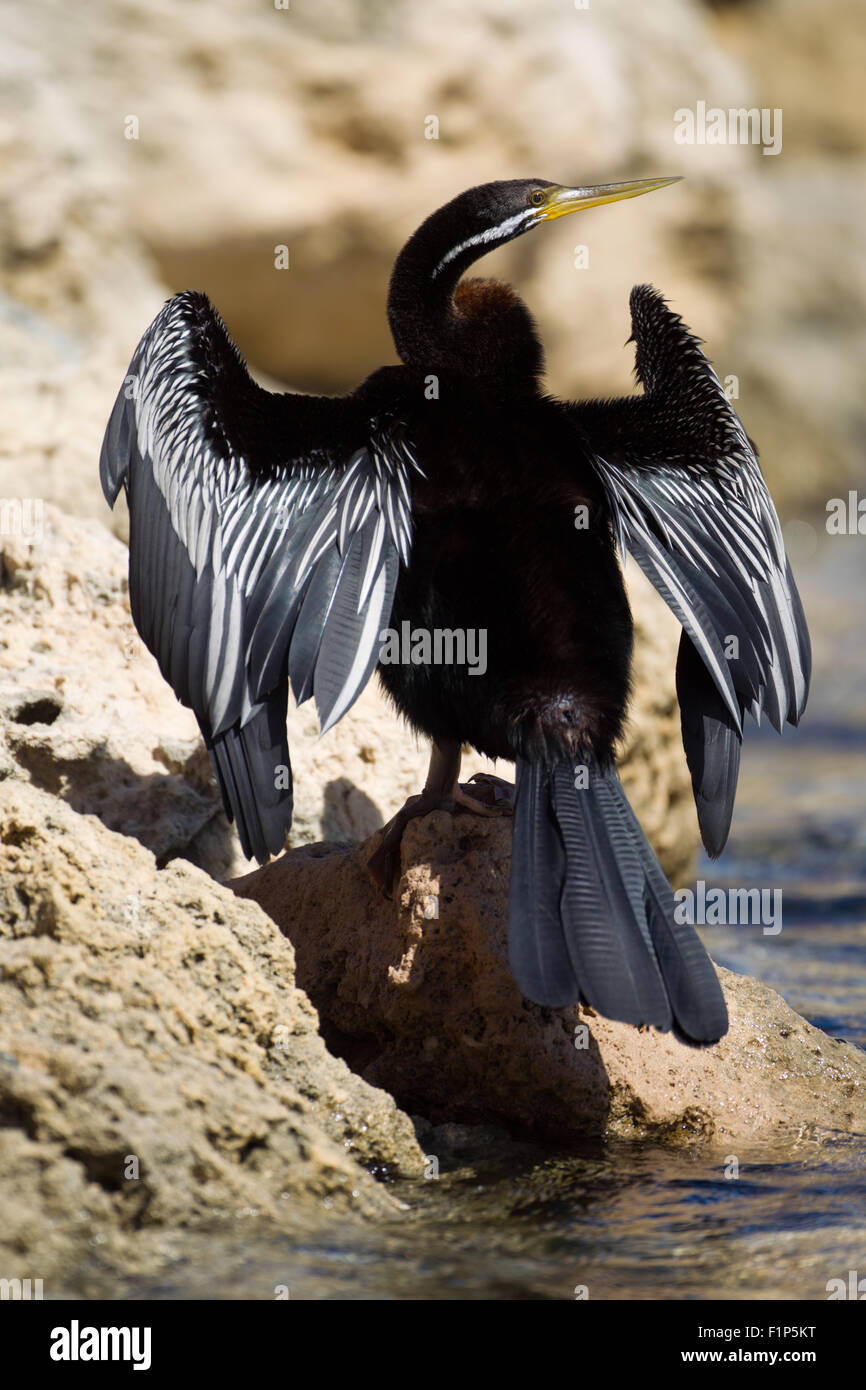 Australasian Darter (Anhinga Novaehollandiae) thront auf Felsen, Hillarys, Perth, Western Australia Stockfoto