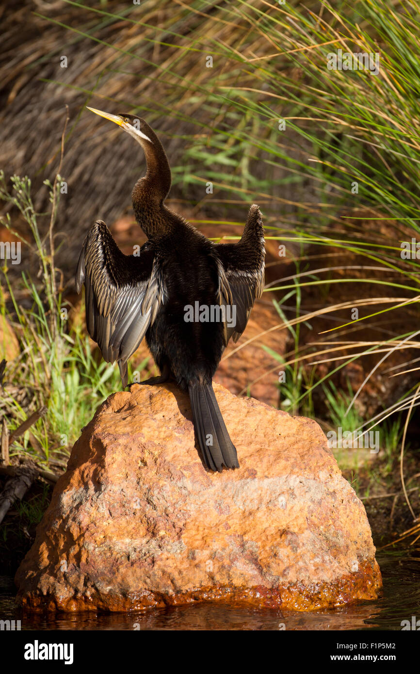 Australasian Darter (Anhinga Novaehollandiae) thront auf Felsen Harrisdale, Perth, Western Australia Stockfoto