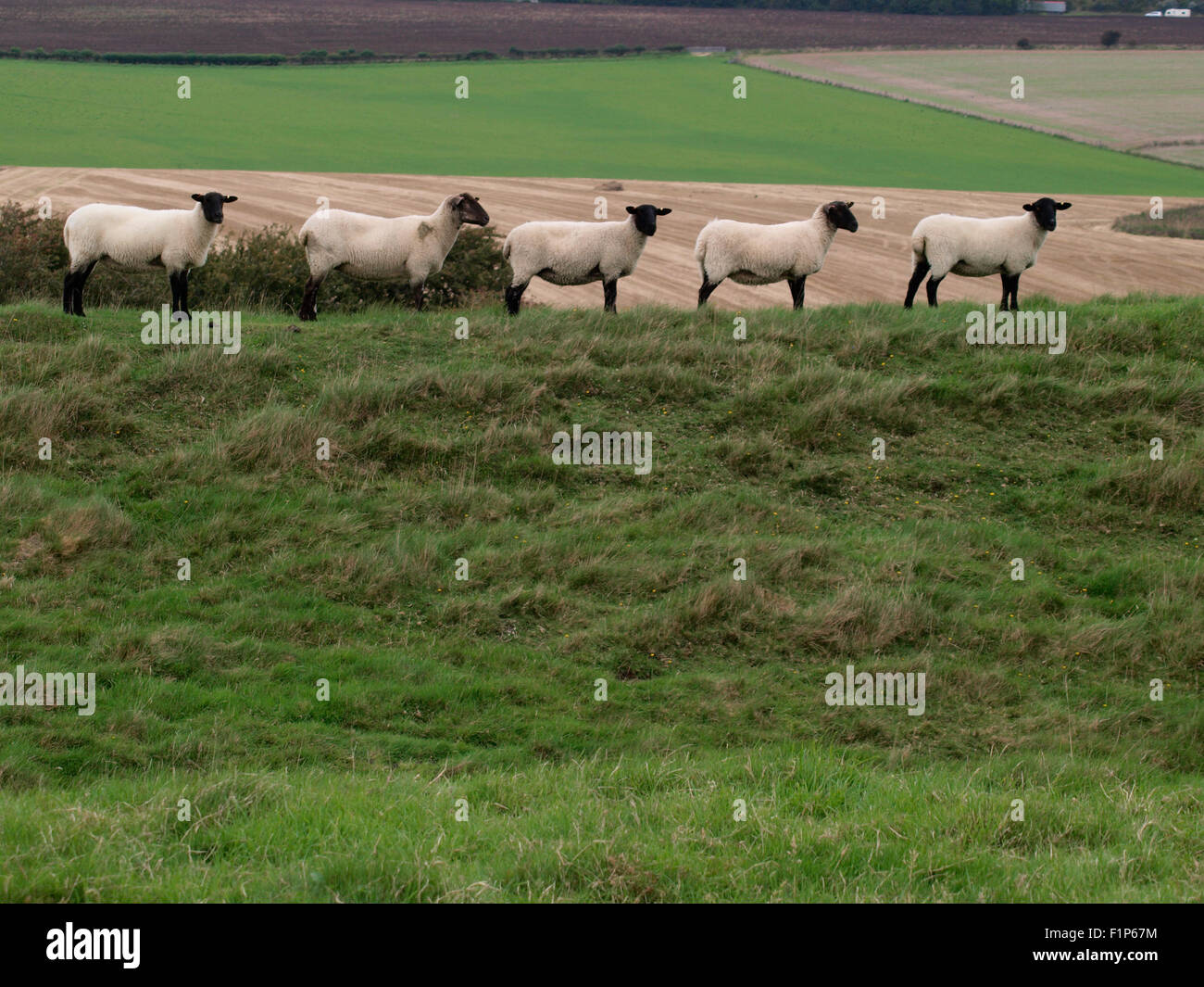 Reihe von Schafen auf einem Hügel, Dorset, Großbritannien Stockfoto