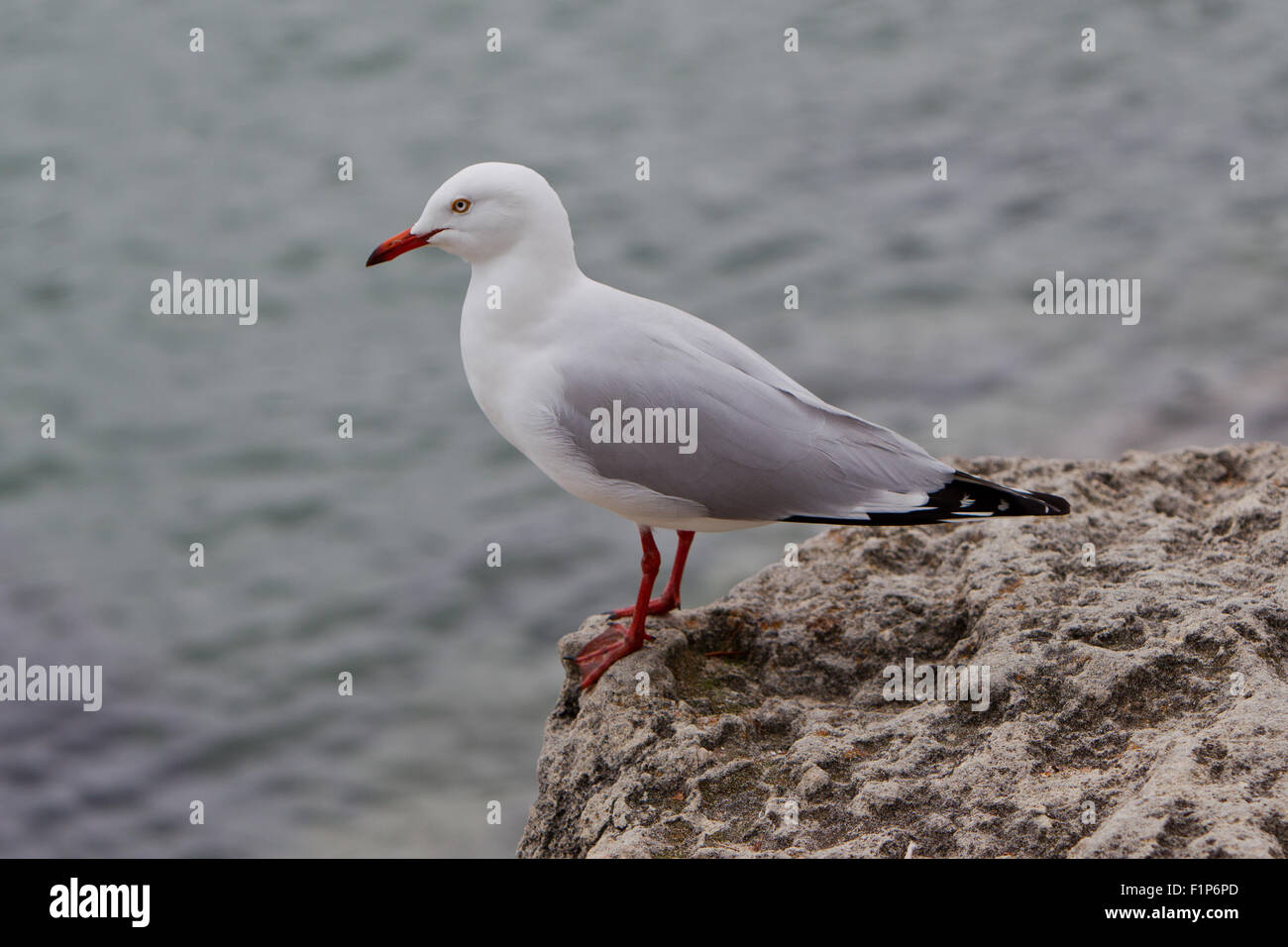 Erwachsenen Silber Möwe thront auf Felsen, Hillarys Boat Harbour, Perth, Western Australia Stockfoto