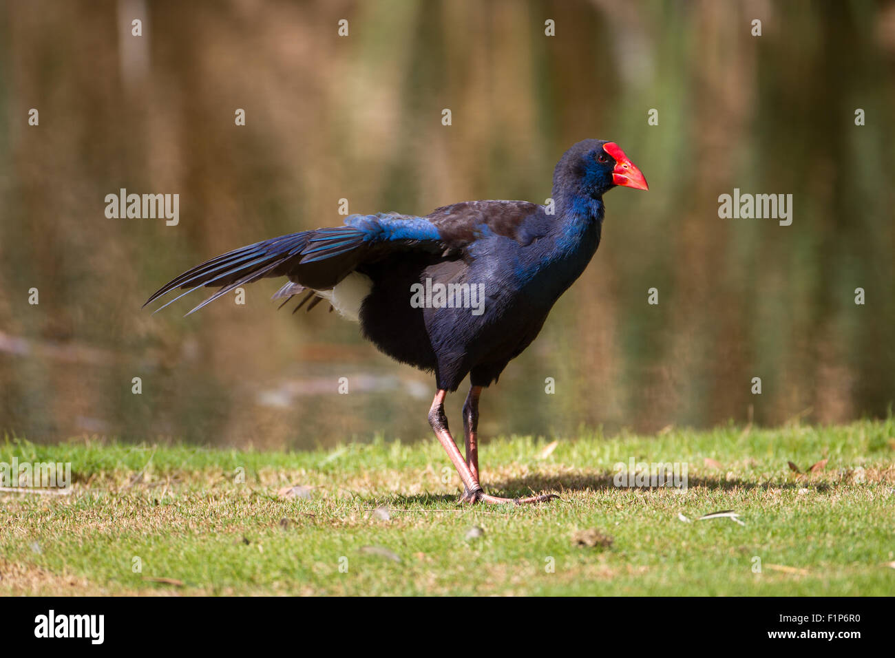 Purpurhuhn, Hirte See Perth, Western Australia, Australia Stockfoto