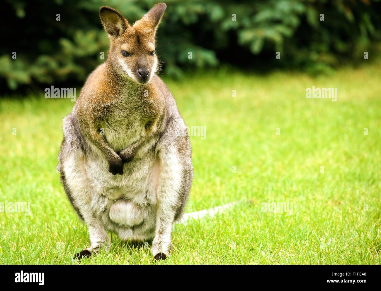 Känguru auf dem Rasen. Australische Känguru. Tierfotografie-Sammlung. Stockfoto