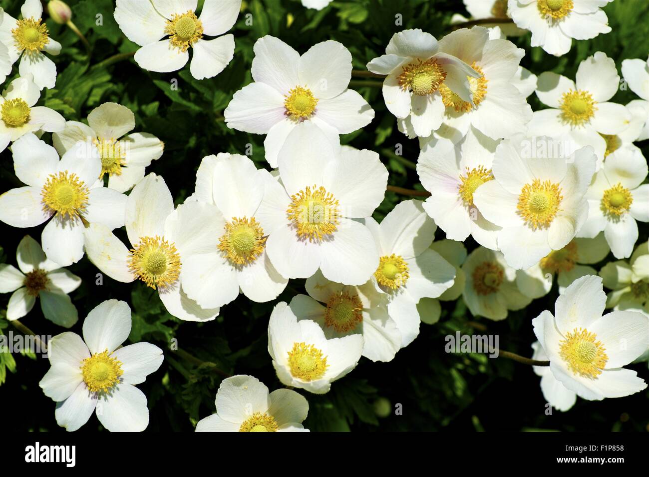 Weiße Blumen Draufsicht. Horizontale Foto von weißen Blüten. Stockfoto