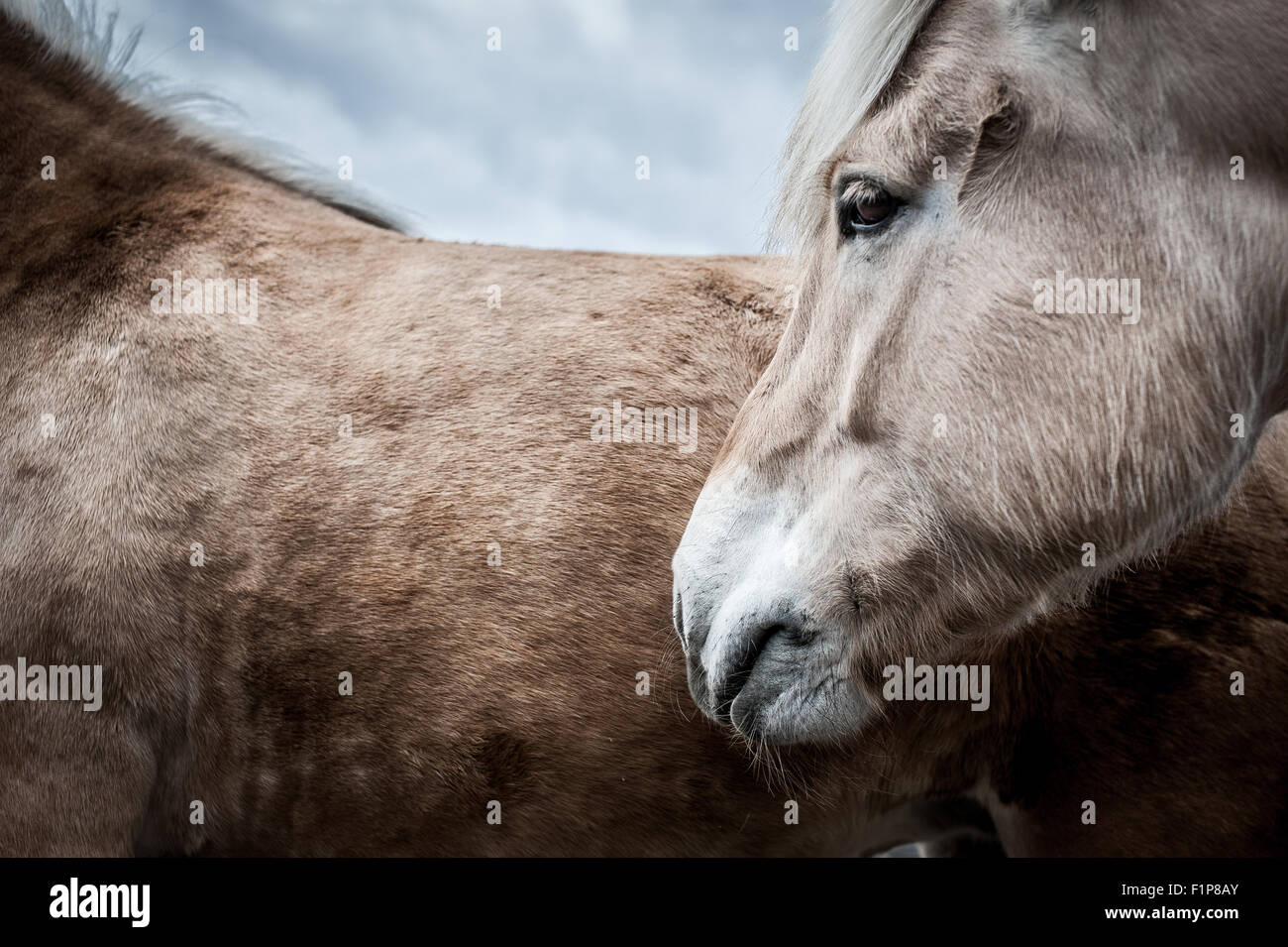 Schließen Sie herauf Bild von zwei Pferden Stockfoto