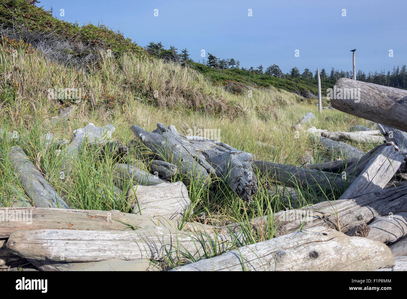 Treibholz, Seegras und ein Rabe, Pacific Rim National Park, Long Beach, Tofino, Britisch-Kolumbien Stockfoto