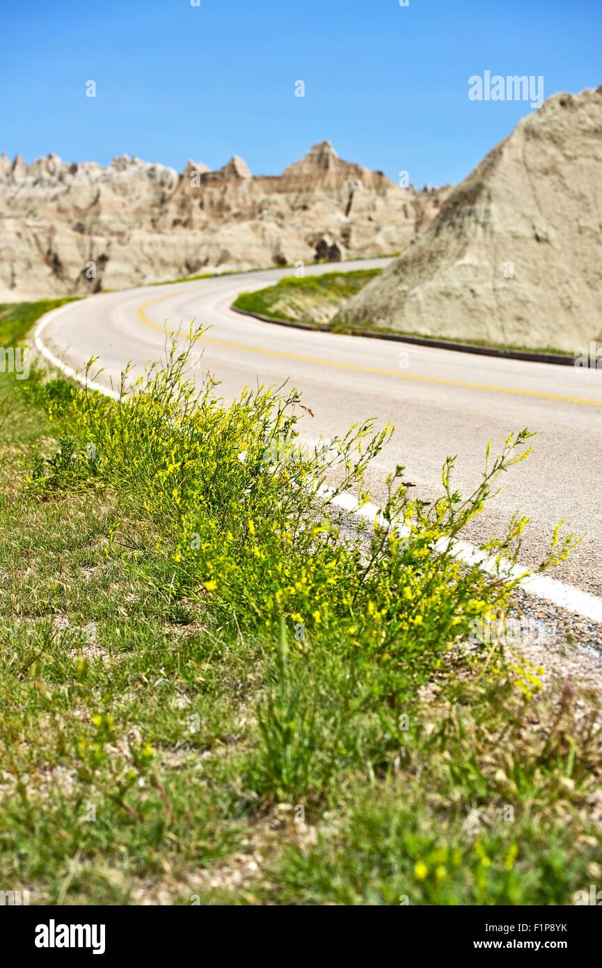 Badlands Wildblumen auf eine Kante oder Badlands Loop Road. Badlands-Foto-Sammlung. South Dakota, USA. Stockfoto