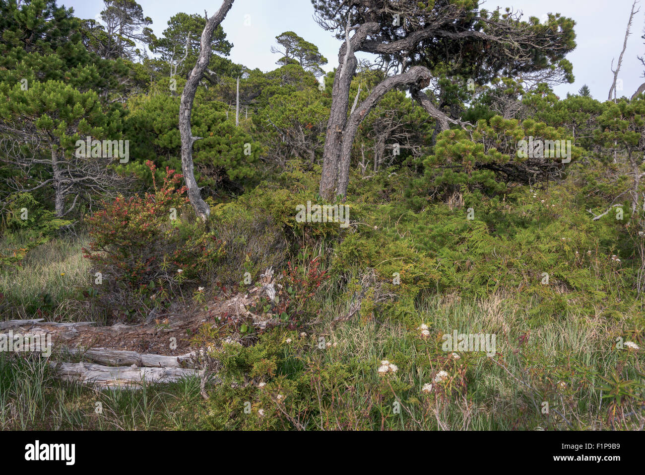 Ufer Kiefer Bäume, Pacific Northwest Moor Ökosystem, Bog Trail, Pacific Rim National Park, Tofino, Britisch-Kolumbien Stockfoto