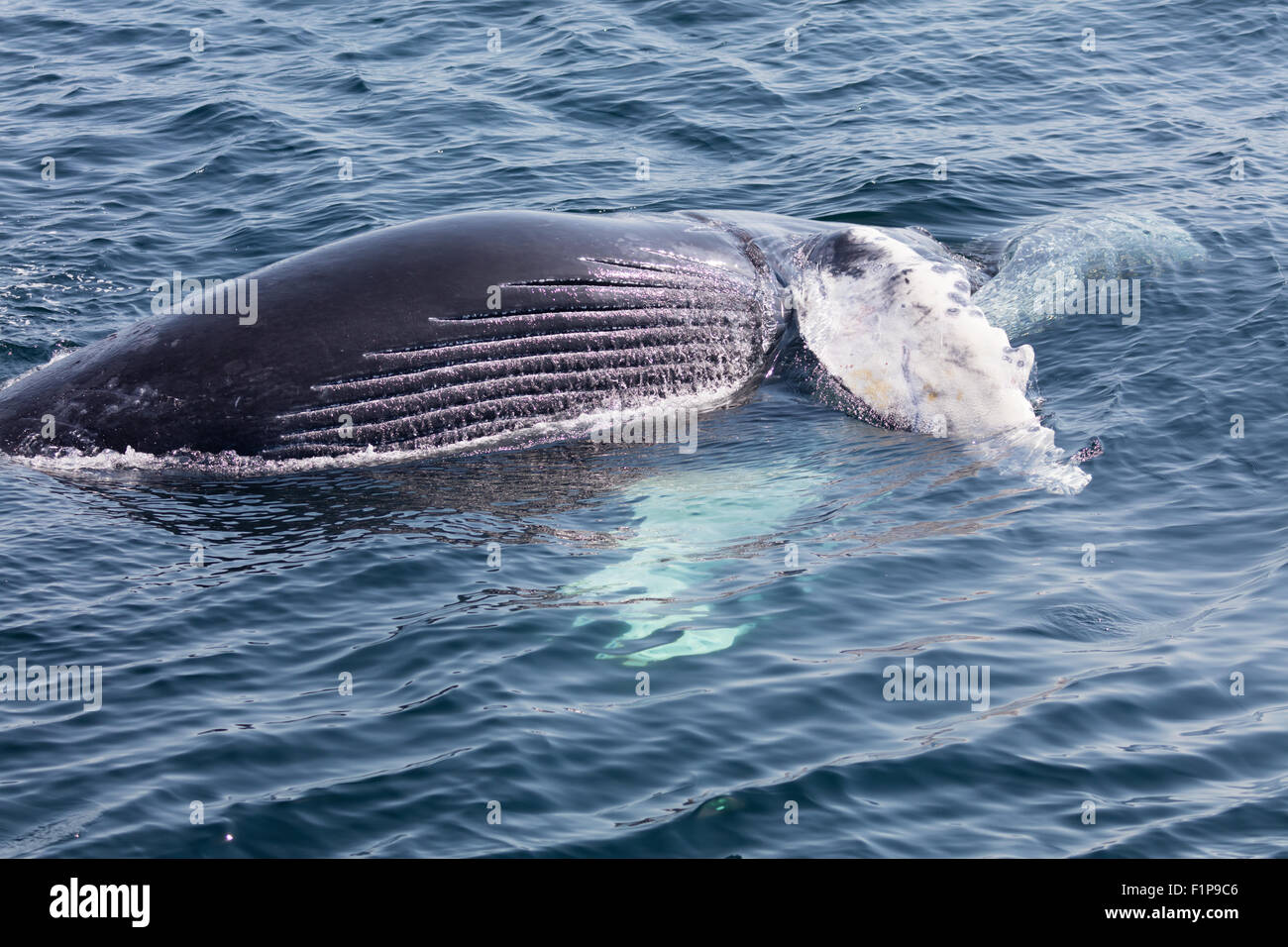 Wale in Cape Cod, Massachusetts, Vereinigte Staaten von Amerika Stockfoto