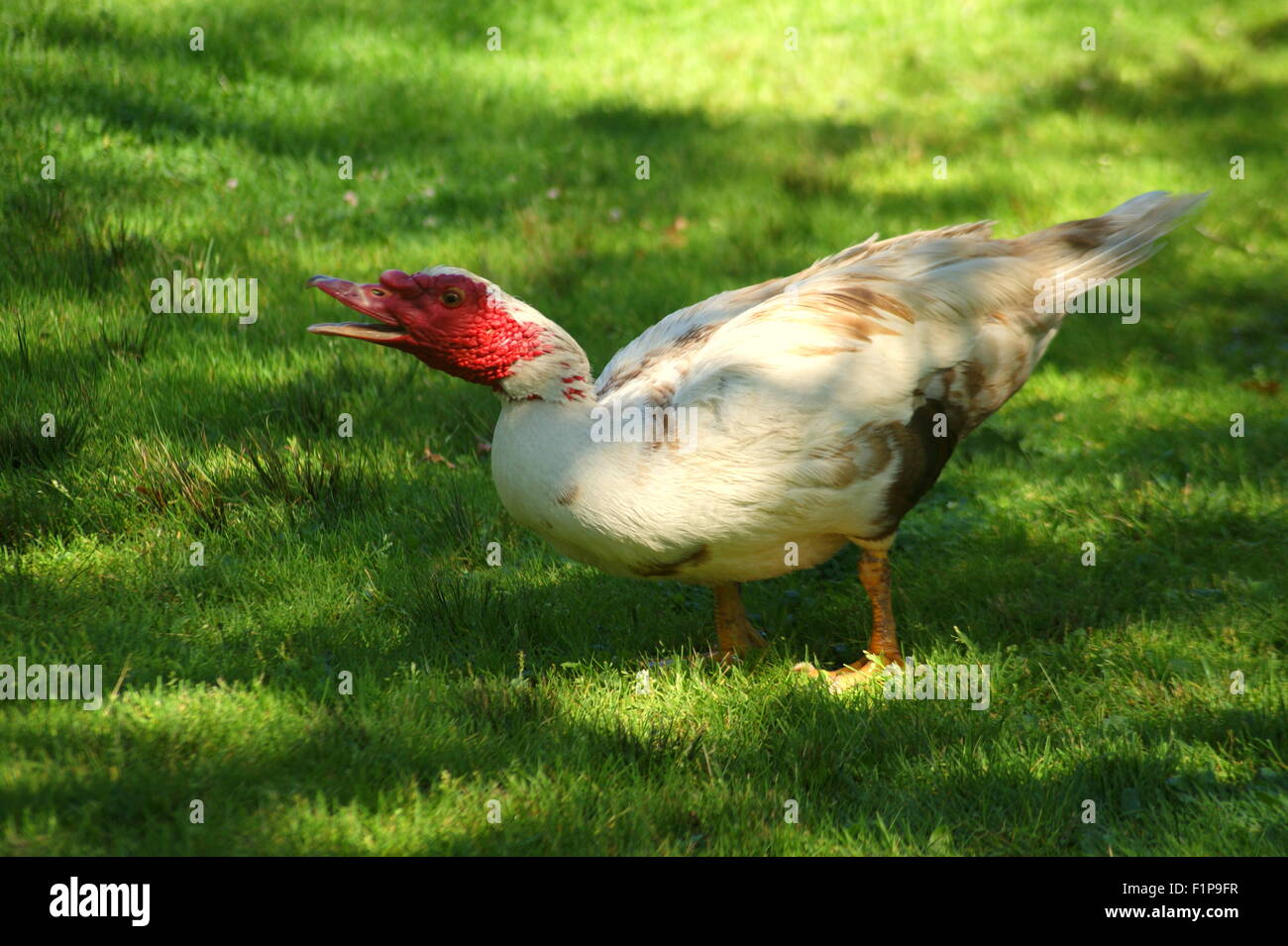 WEIßES HUHN Stockfoto