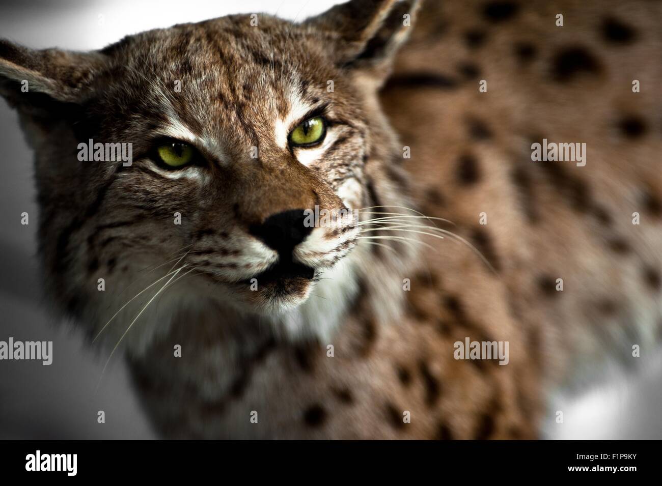Luchs Präparatoren - wilde Lynx Hunter Exposition. Stockfoto