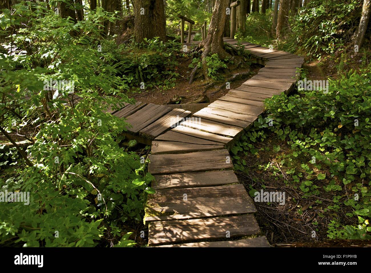Zwei Wege kreuzen Trail. Hölzerne Weg Trail in Olympic Nationalpark. Cape Flattery Trail. US-Bundesstaat Washington, USA. Erholung-Phot Stockfoto