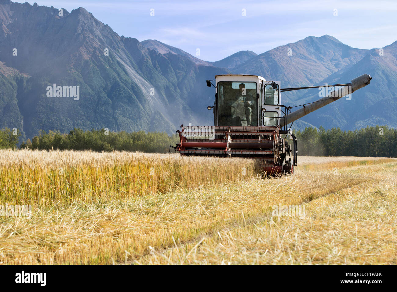 Landwirt Gleaner E3 1968 Allis Chalmers kombinieren beim Ernten von Weizen in Betrieb. Stockfoto