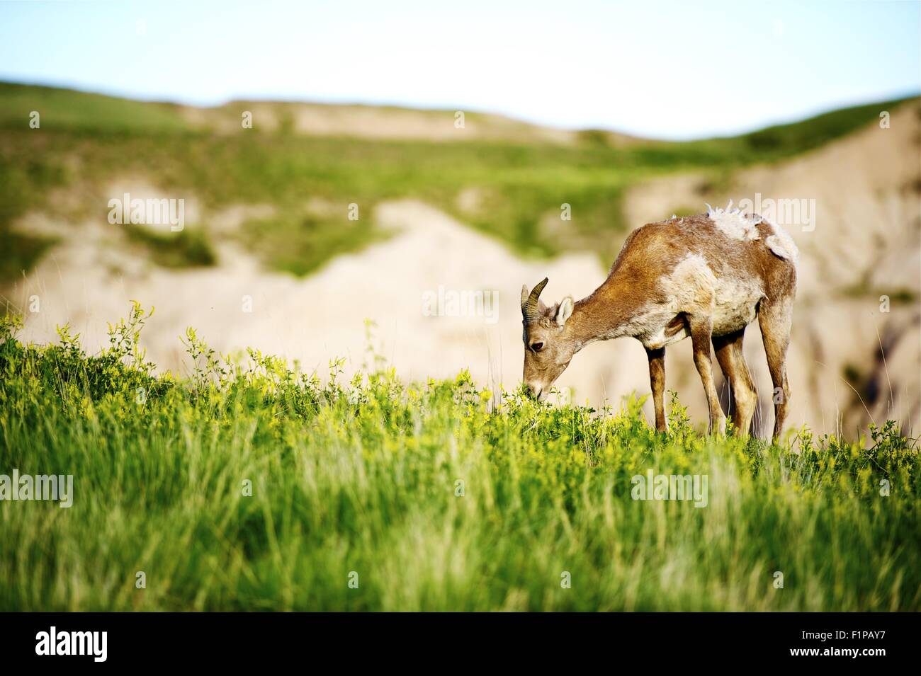 Dickhornschafe. South Dakota Prärien. Tierwelt-Foto-Sammlung. South Dakota Fotosammlung. Stockfoto
