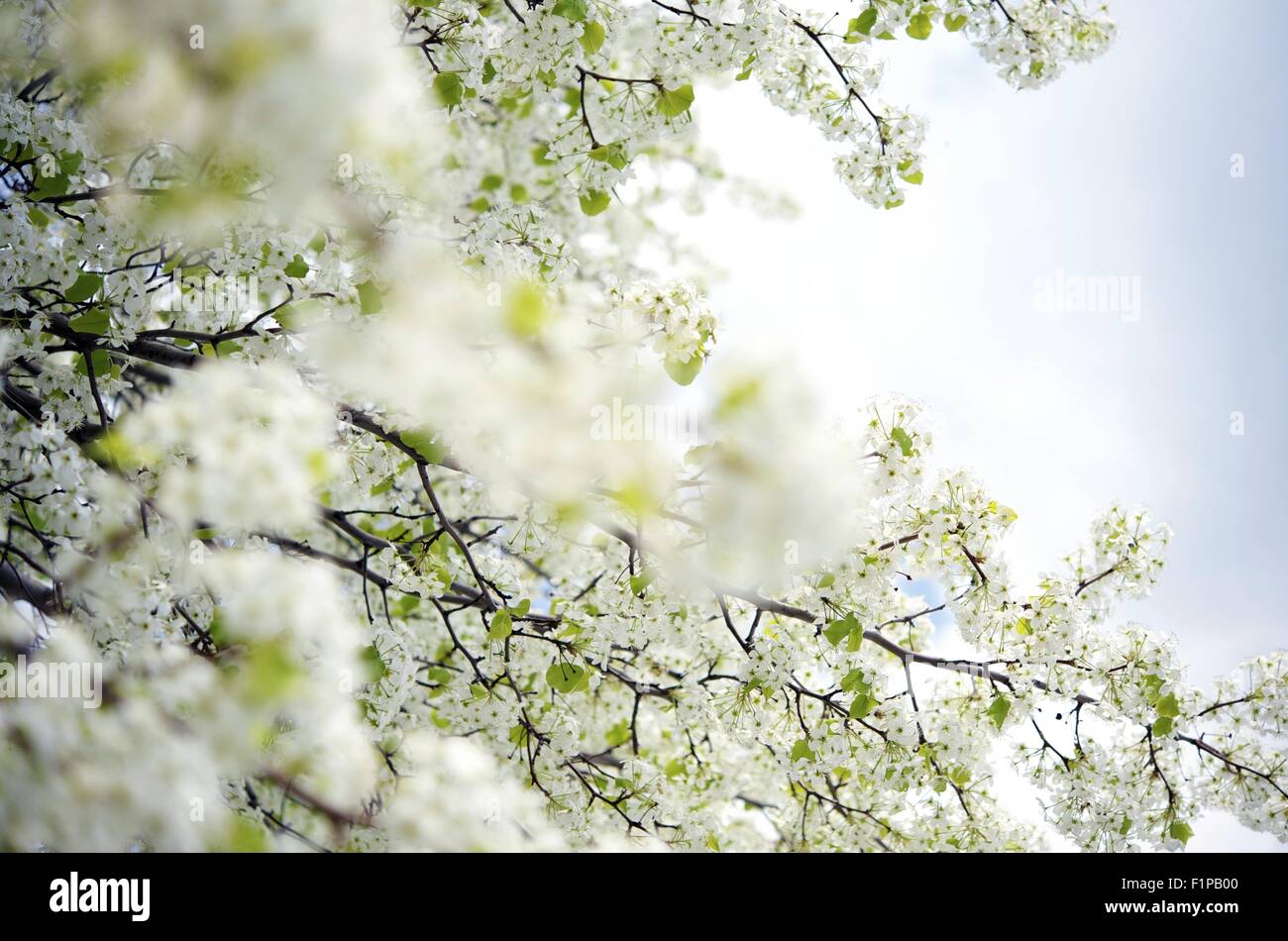 Blüte. Wilde Pflaume-Baum Zweige blühen. Blühende Zweige Closeup Horizontal Fotografie. Blumen-Foto-Sammlung Stockfoto