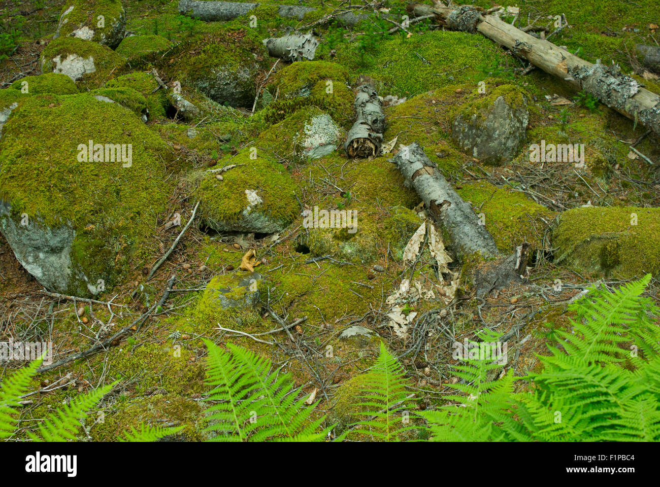 Moosigen Boden auf einem Waldboden. Stockfoto