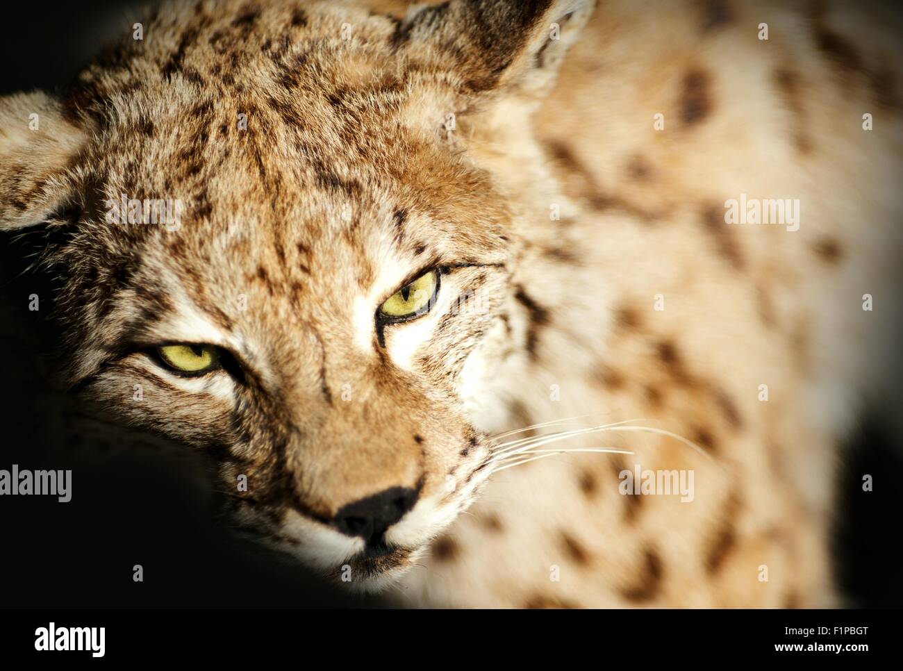 Wilde Luchse Präparatoren. Closeup Lynx Fotografie. Tiere-Foto-Sammlung. Präparatoren Thema. Stockfoto