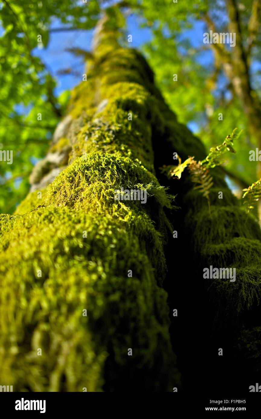 Moos am Baum - moosigen Baum Weitwinkel vertikale Fotografie. Amerikanische moosigen Nordwesten Regenwald-Thema. Natur Foto Collectio Stockfoto
