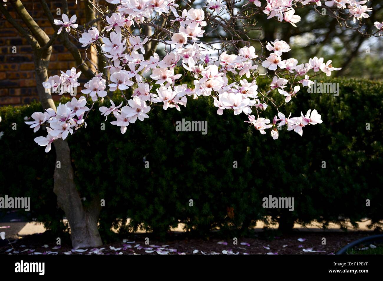 Magnolie - Magnolia X Soulangeana.  Hybrid-Werk in die Gattung Magnolia und Familie Magnoliaceae. Horizontale Fotografie Stockfoto