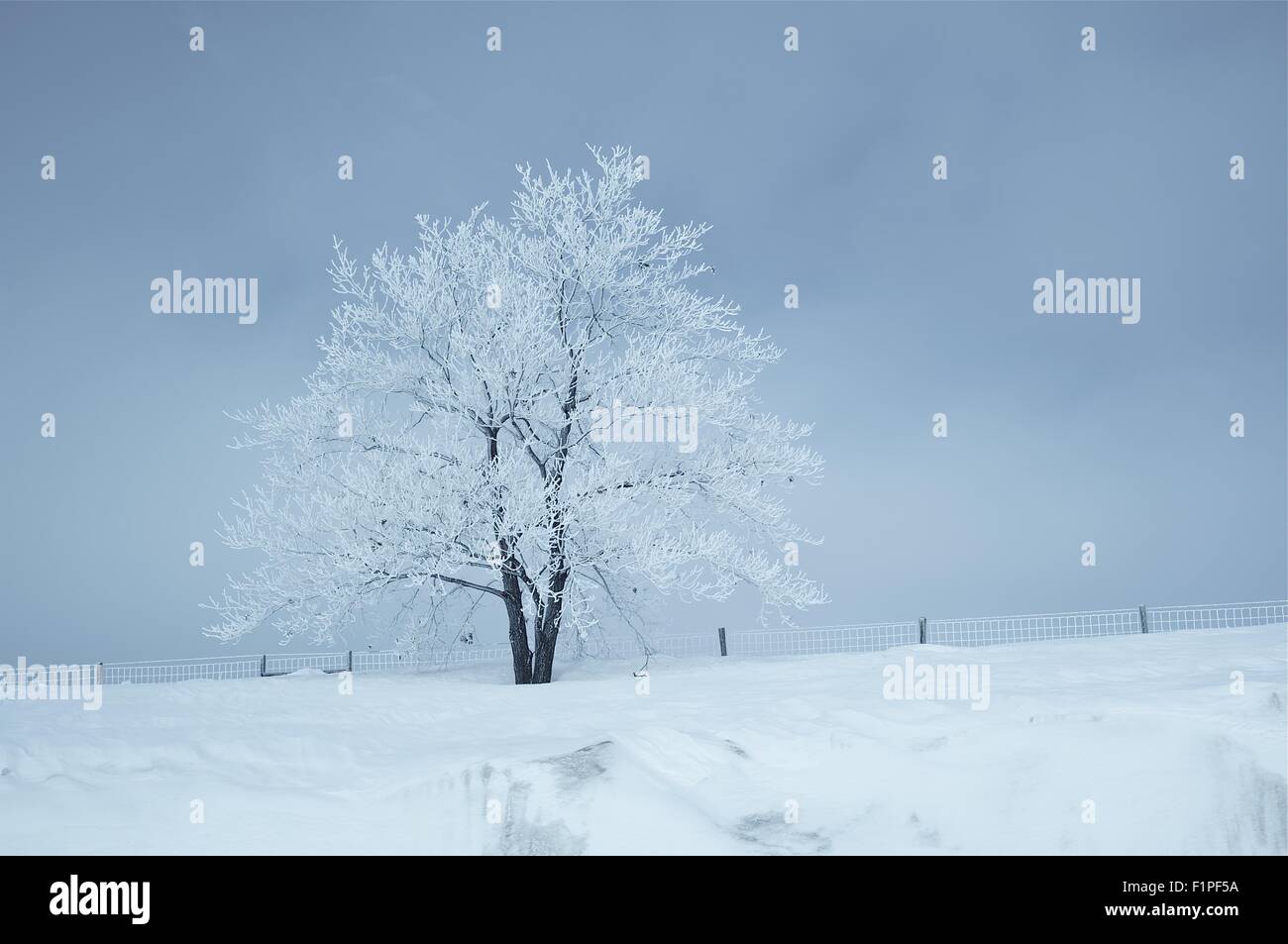 span Style = "Font-Family: Arial, Helvetica, sans-Serif; Font-Size: 11px; Farbe: #7f7f7f; White-Space: Pre; " Winterlandschaft. Stockfoto
