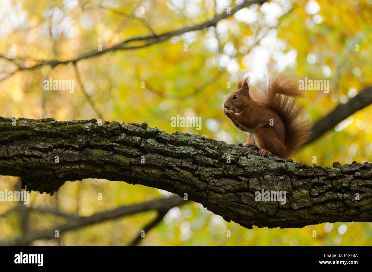 Eichhörnchen auf einem Ast Essen eine Nuss, close-up Stockfoto