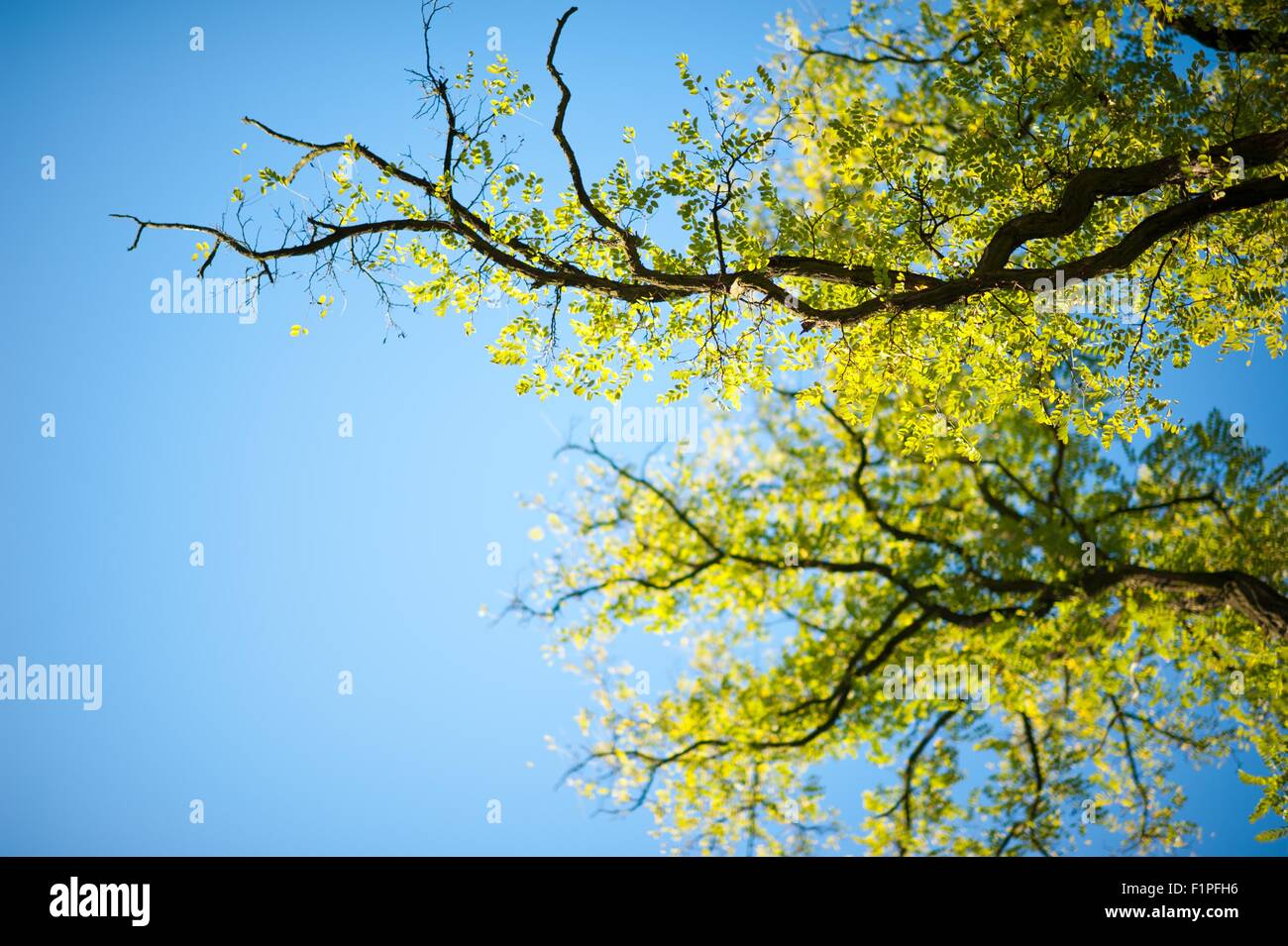 Frühling-Bäume am strahlend blauen Himmel. Zurück zu dem Leben nach Winterzeit. Horizontale Naturfotografie. Stockfoto