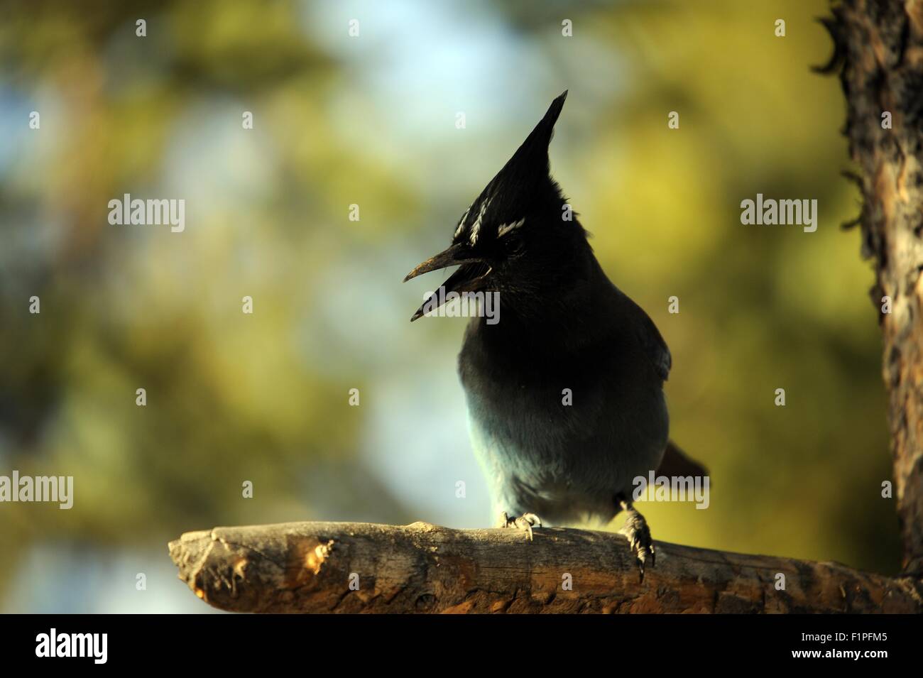 Blue Jay Bird in Colorado Rocky Mountains USA Stockfoto