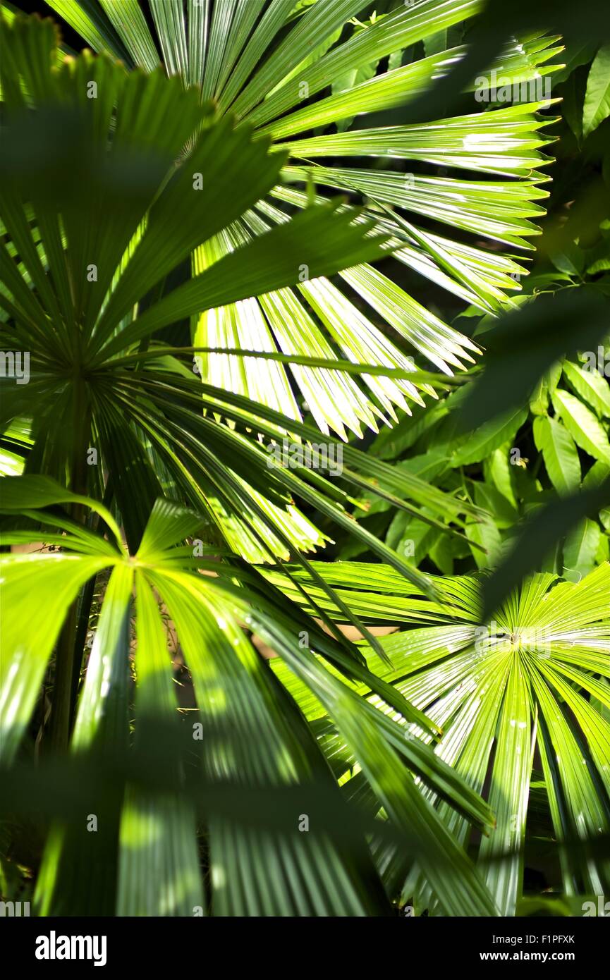 Im Dschungel. Tropische Pflanzen vertikale Foto. Tropischen Fotosammlung. Stockfoto