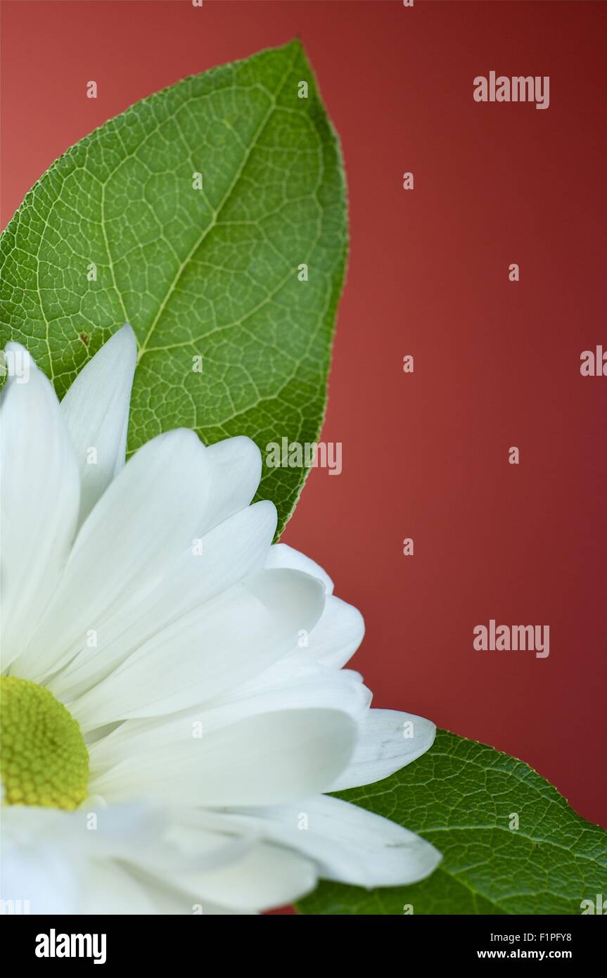 White Daisy Blume mit grünen Blättern. Burgunder einfarbigen Hintergrund Stockfoto