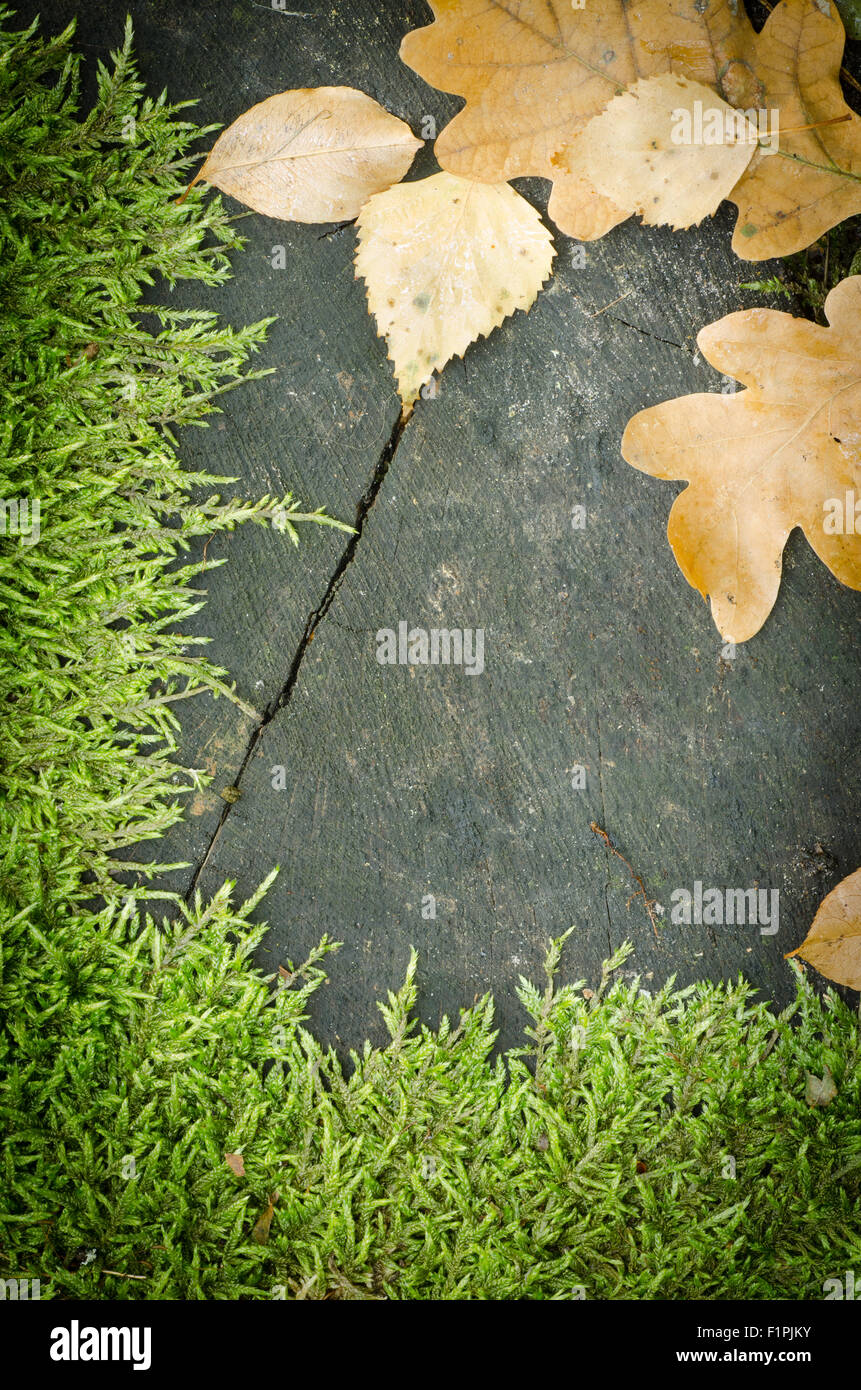 fallen Sie natürlichen Rahmen - Moos und Blätter auf Holz Stockfoto