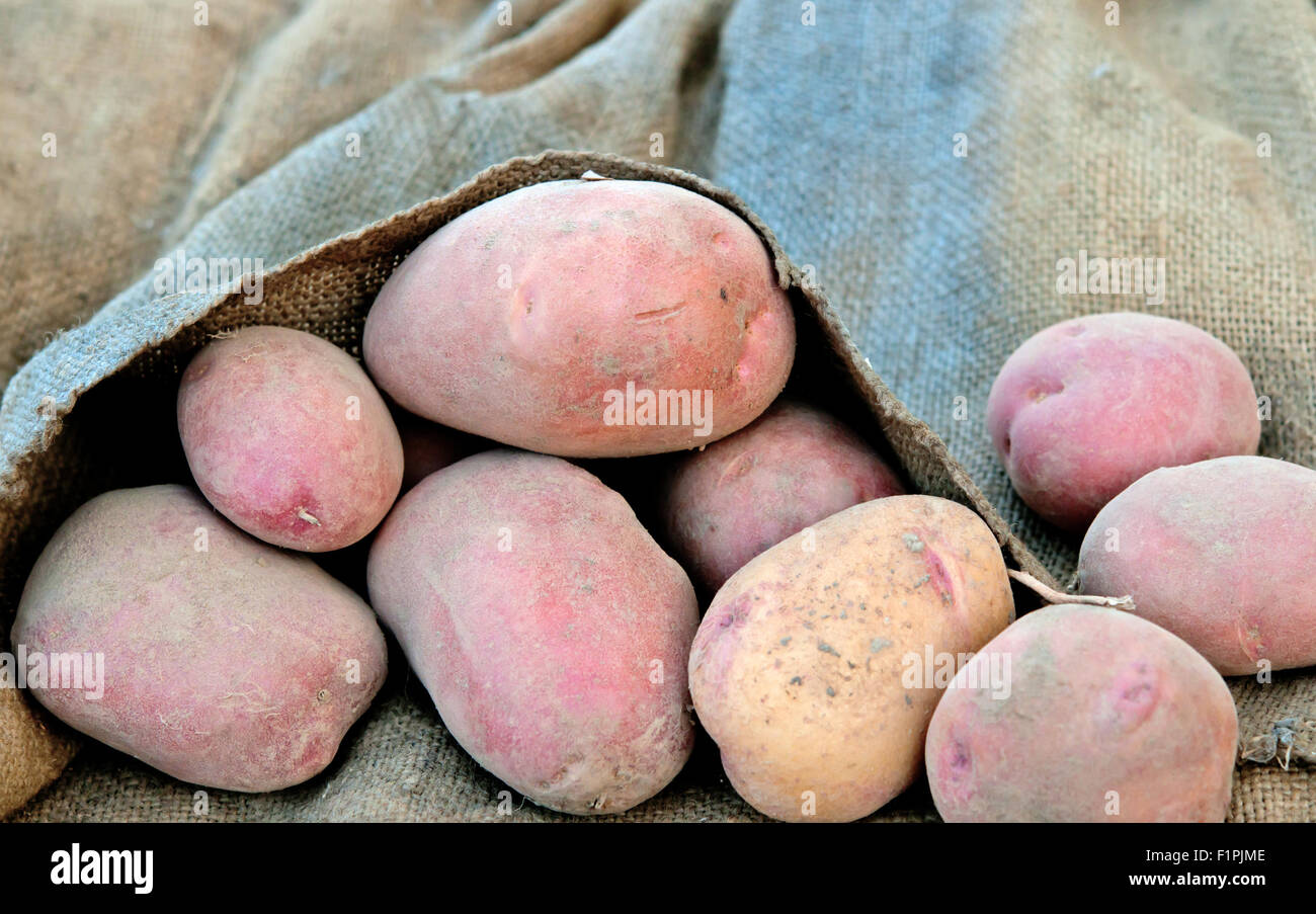 eine neue Ernte von Kartoffeln. Nahaufnahme Stockfoto