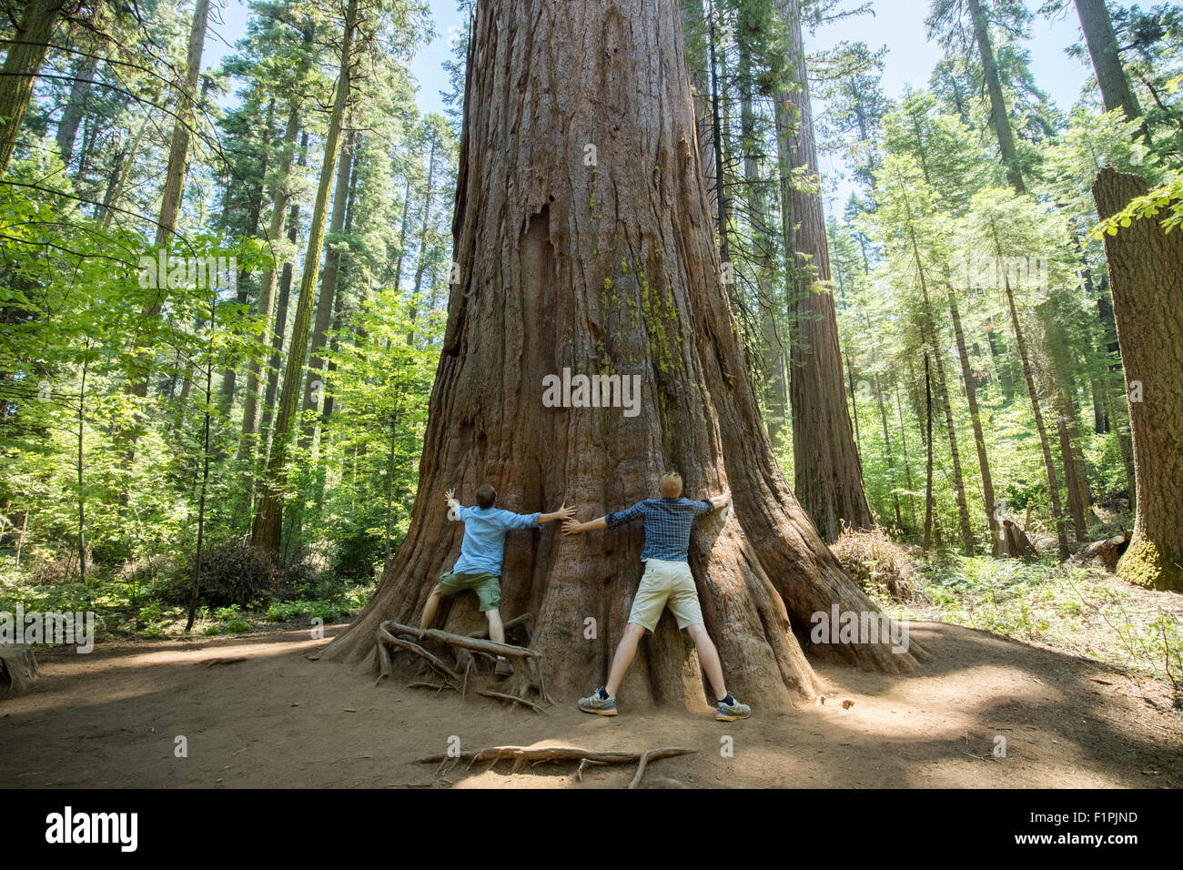 Riesen große Mammutbäume im Calaveras National State Park, Senora, Kalifornien, USA Stockfoto