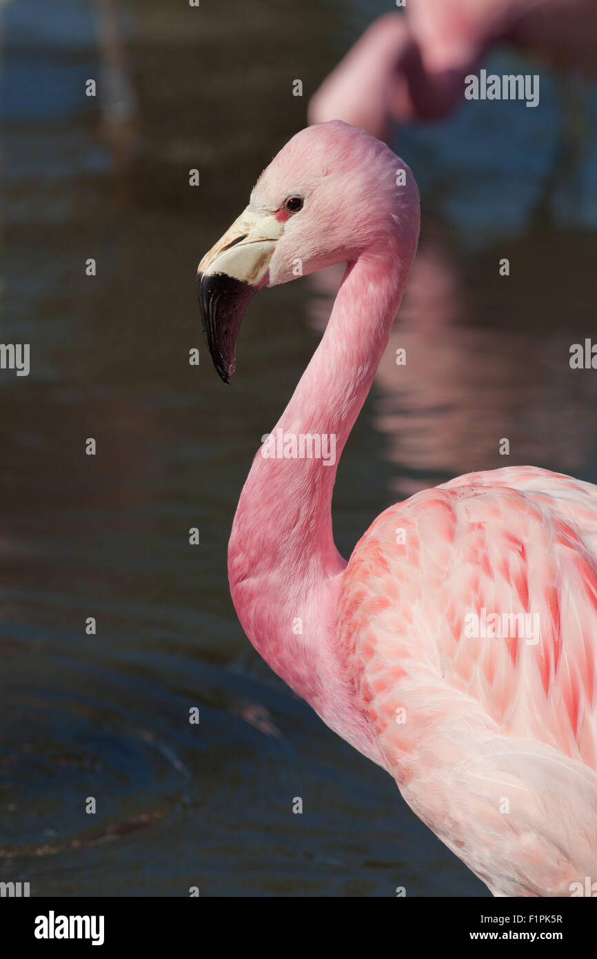 Anden Flamingo (Phoenicoparrus Andinus). Heimisch in großer Höhe Feuchtgebiete in den Anden Südamerikas. Stockfoto