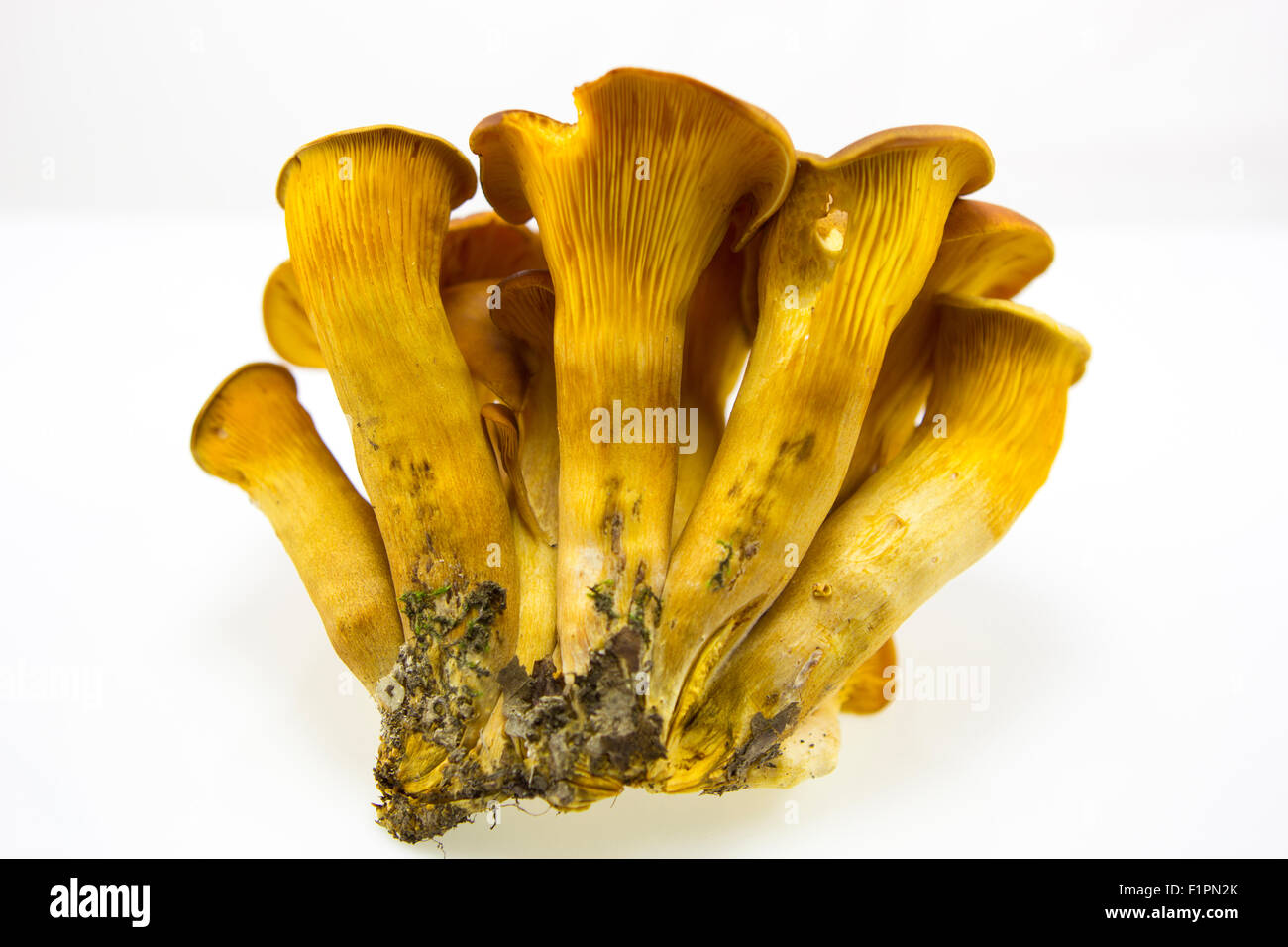 Exemplare Omphalotus Olearius, ungenießbare Pilze in Laubwäldern Stockfoto