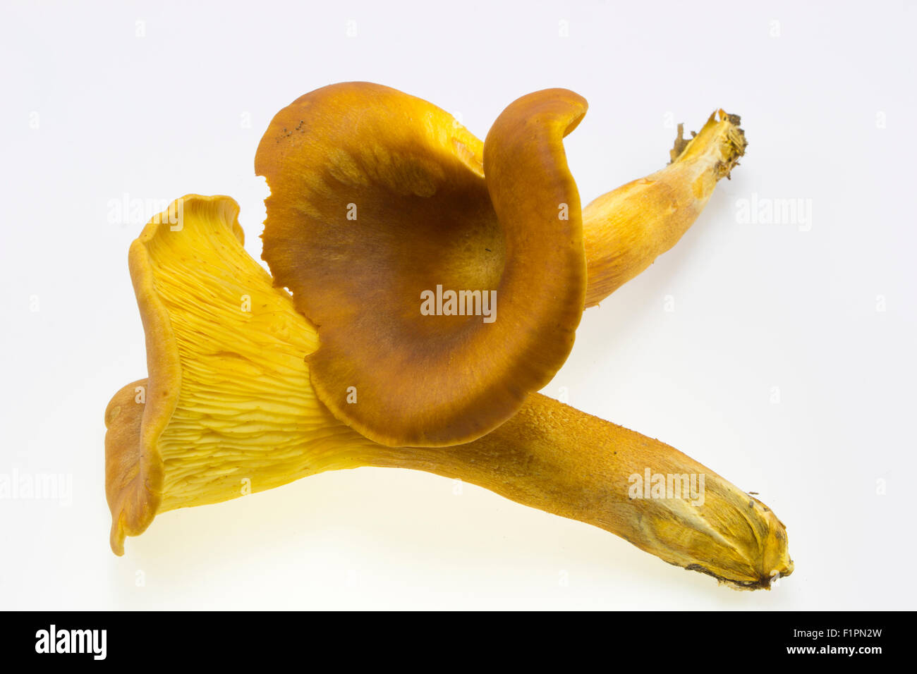 Zwei ungenießbare Pilze Omphalotus Olearius, isoliert auf weißem Hintergrund Stockfoto