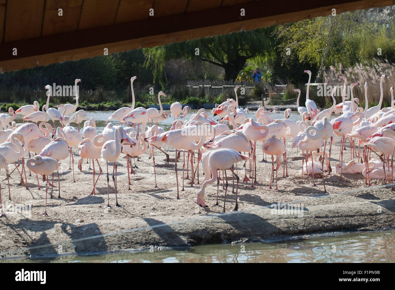 Rosaflamingos (Phoenicopterus Roseus), Abschnitt von einem Vogelschwarm 260 - Ansicht für menschliche Besucher. WWT Slimbridge, UK. Stockfoto