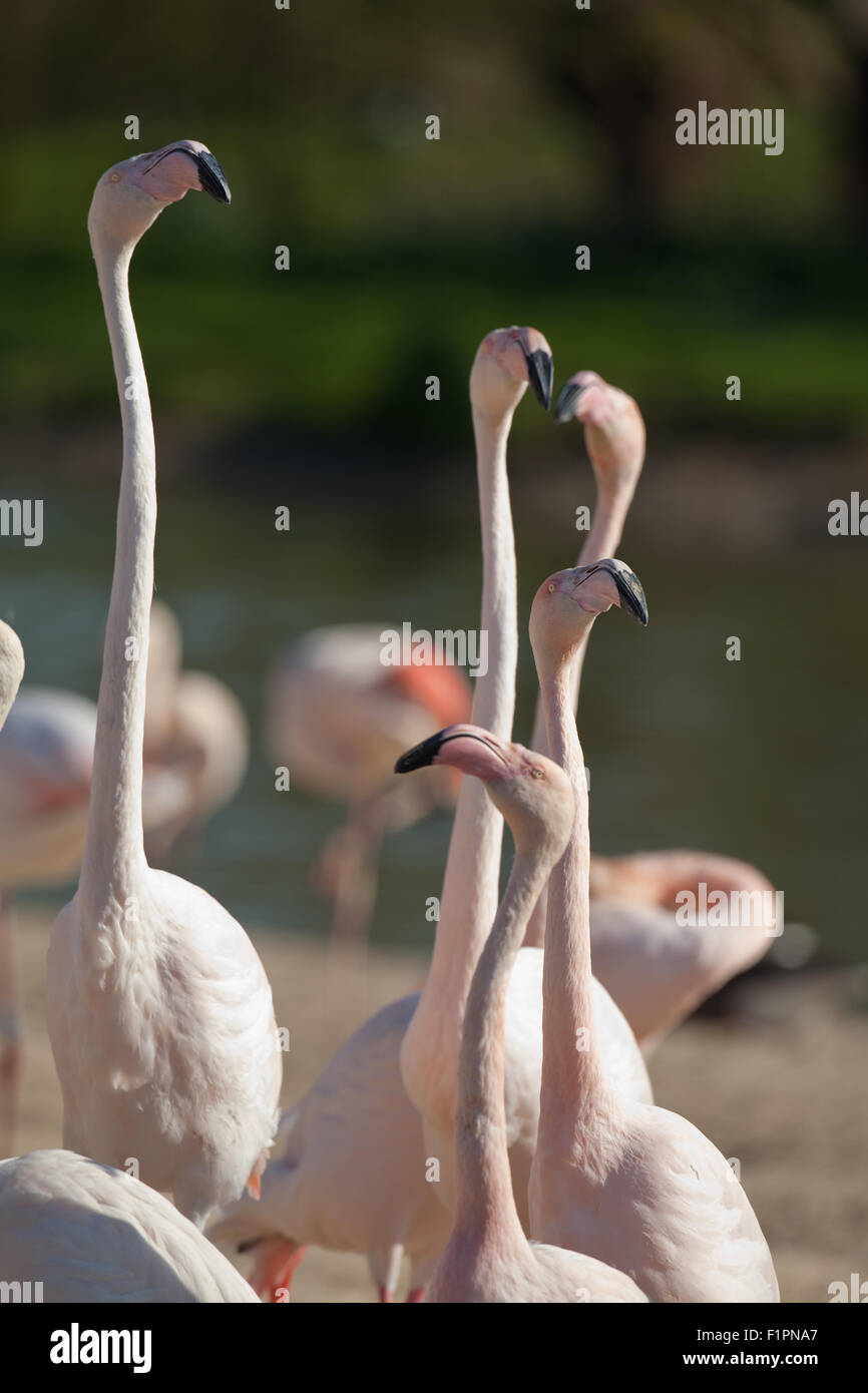 Rosaflamingos (Phoenicopterus Roseus). Fünf von einer Herde von 260 Vogelarten, "Kopf kennzeichnen" - Ansicht für Besucher SLIMBRIDGE WWT. Stockfoto