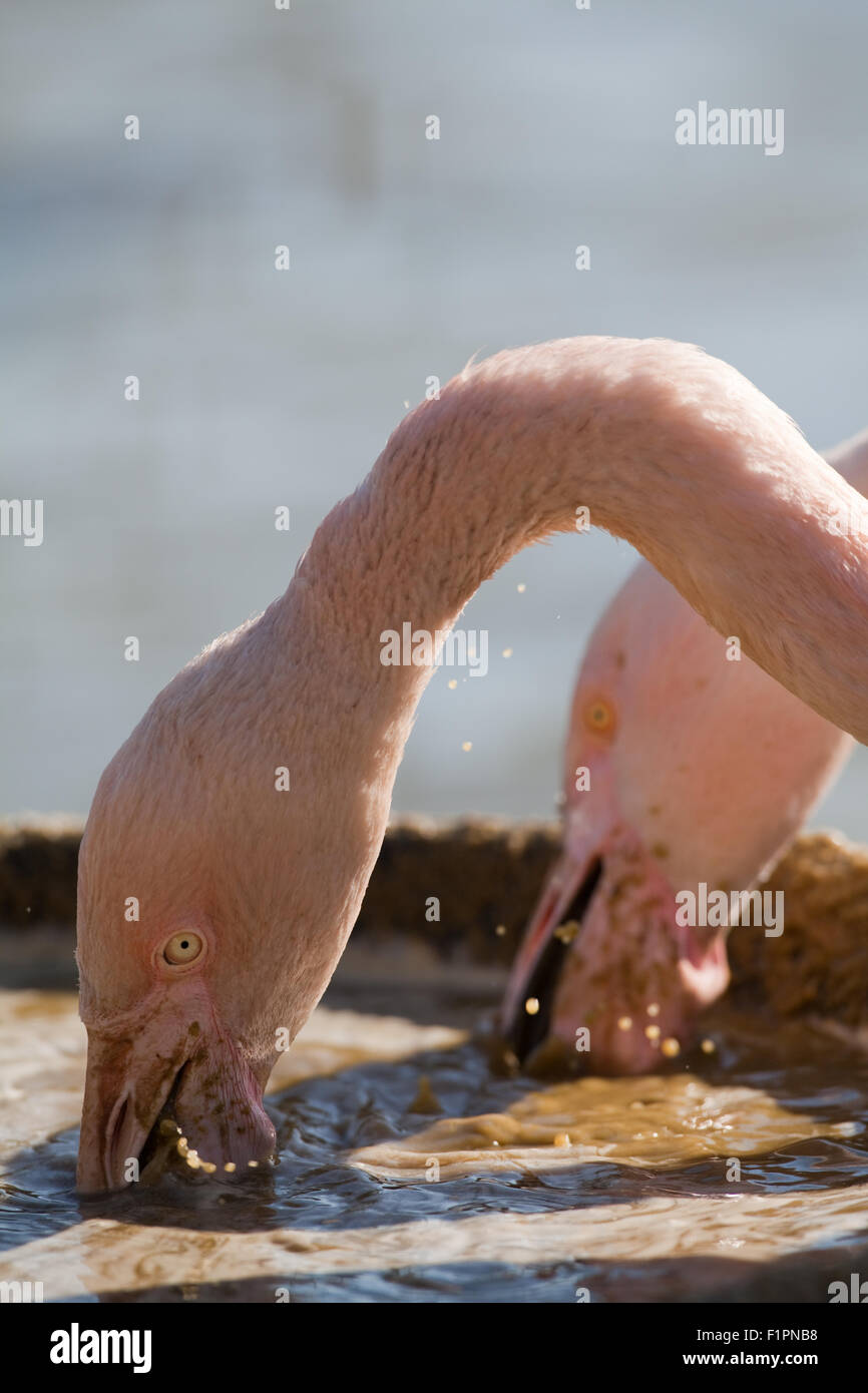 Rosaflamingos (Phoenicopterus Roseus). Fütterung aus einem bereitgestellten Filter formuliert "Suppe". WWT, Slimbridge, Glos. England Stockfoto