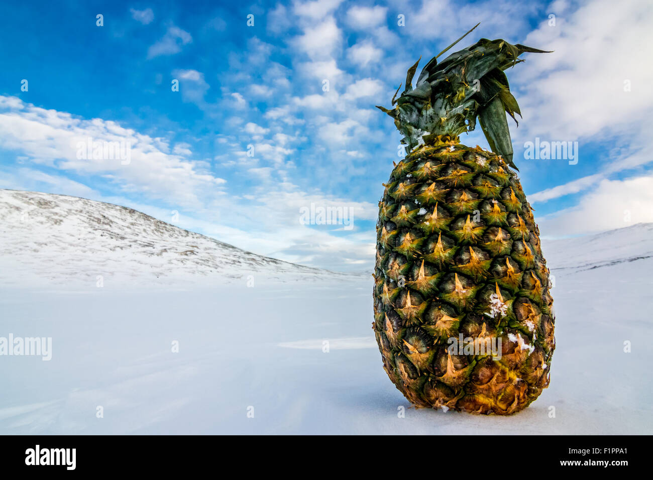 Ananas in die arktische Wildnis. Stockfoto